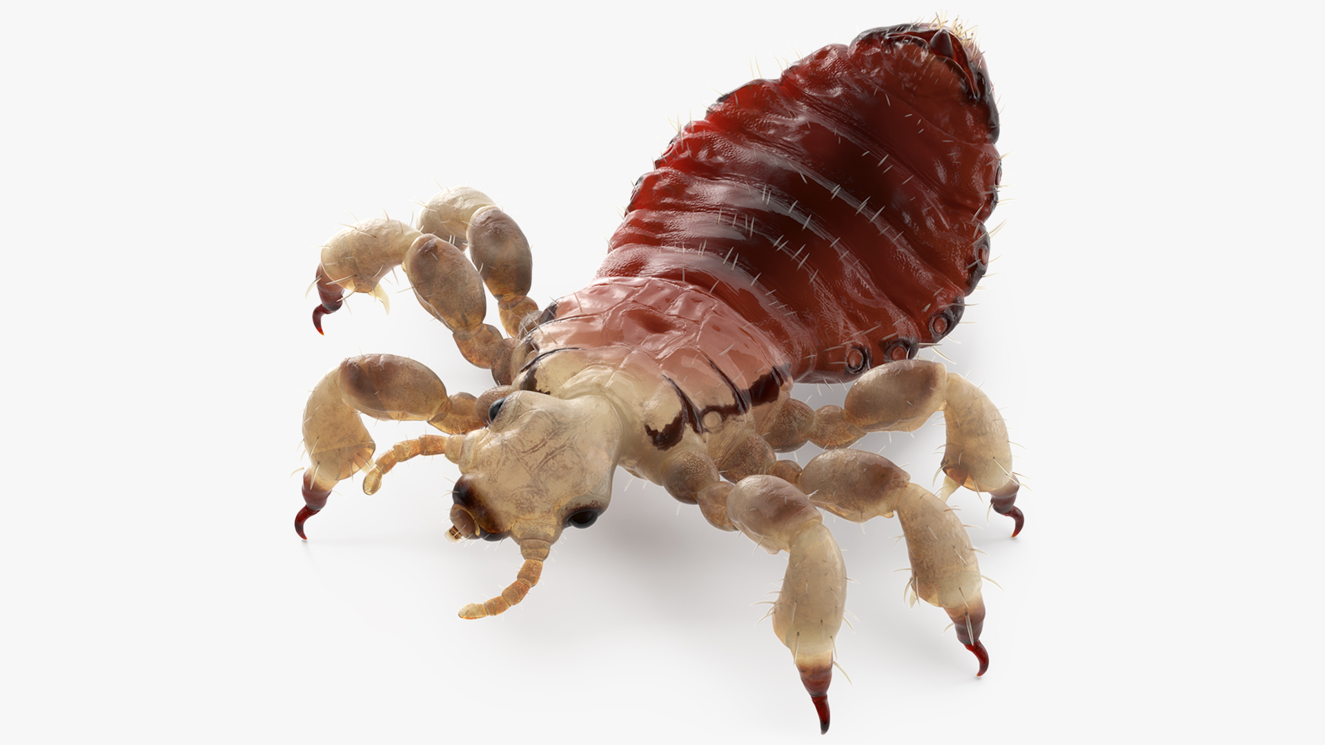 Parasitic Insect Louse with Blood SSS Rigged 3D model