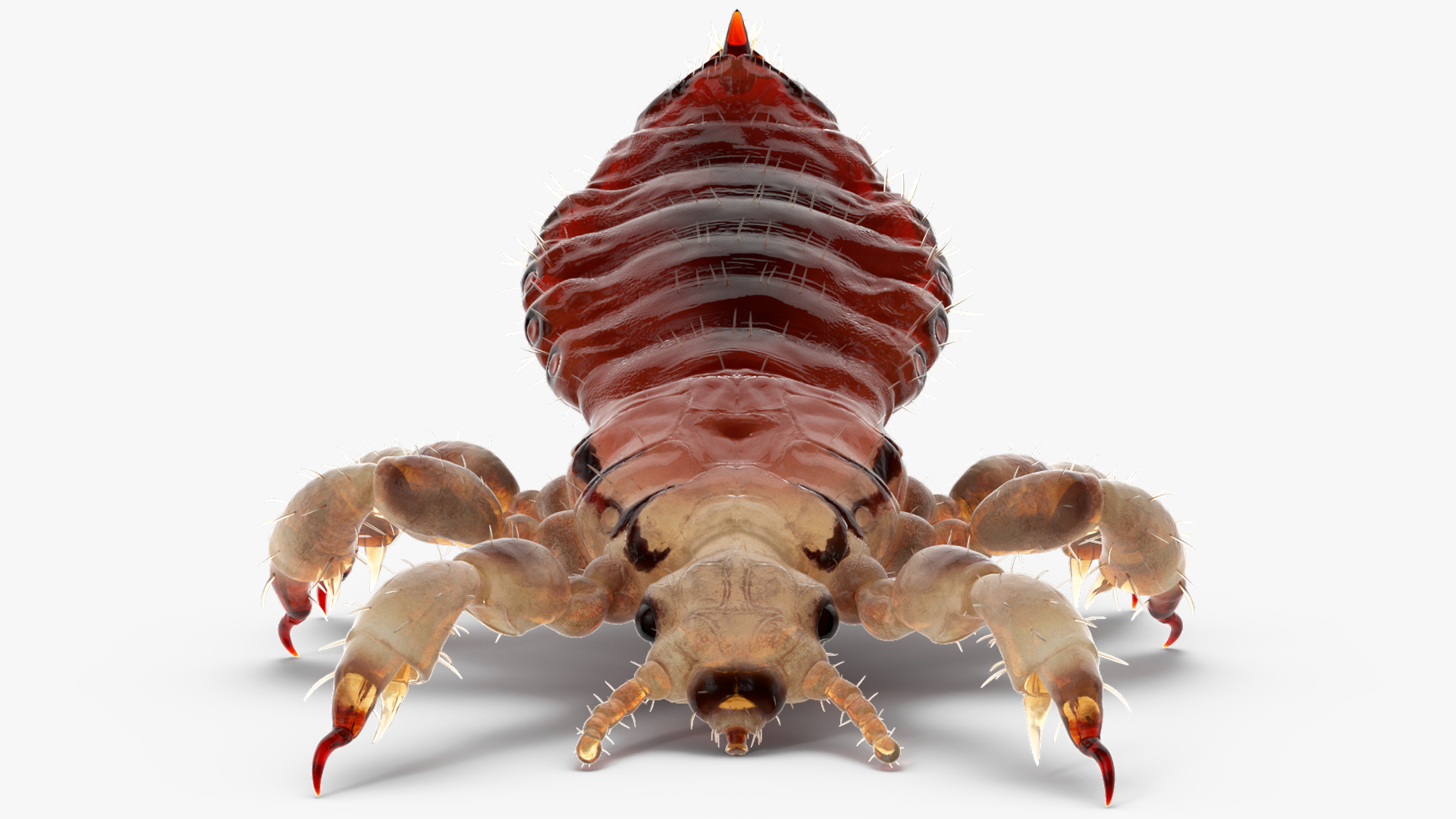 Parasitic Insect Louse with Blood SSS Rigged 3D model