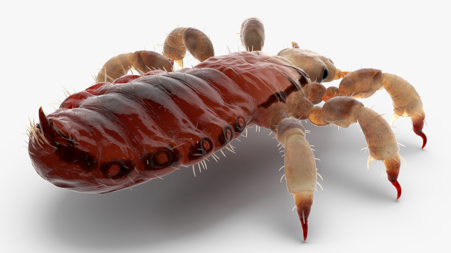 Parasitic Insect Louse with Blood SSS Rigged 3D model