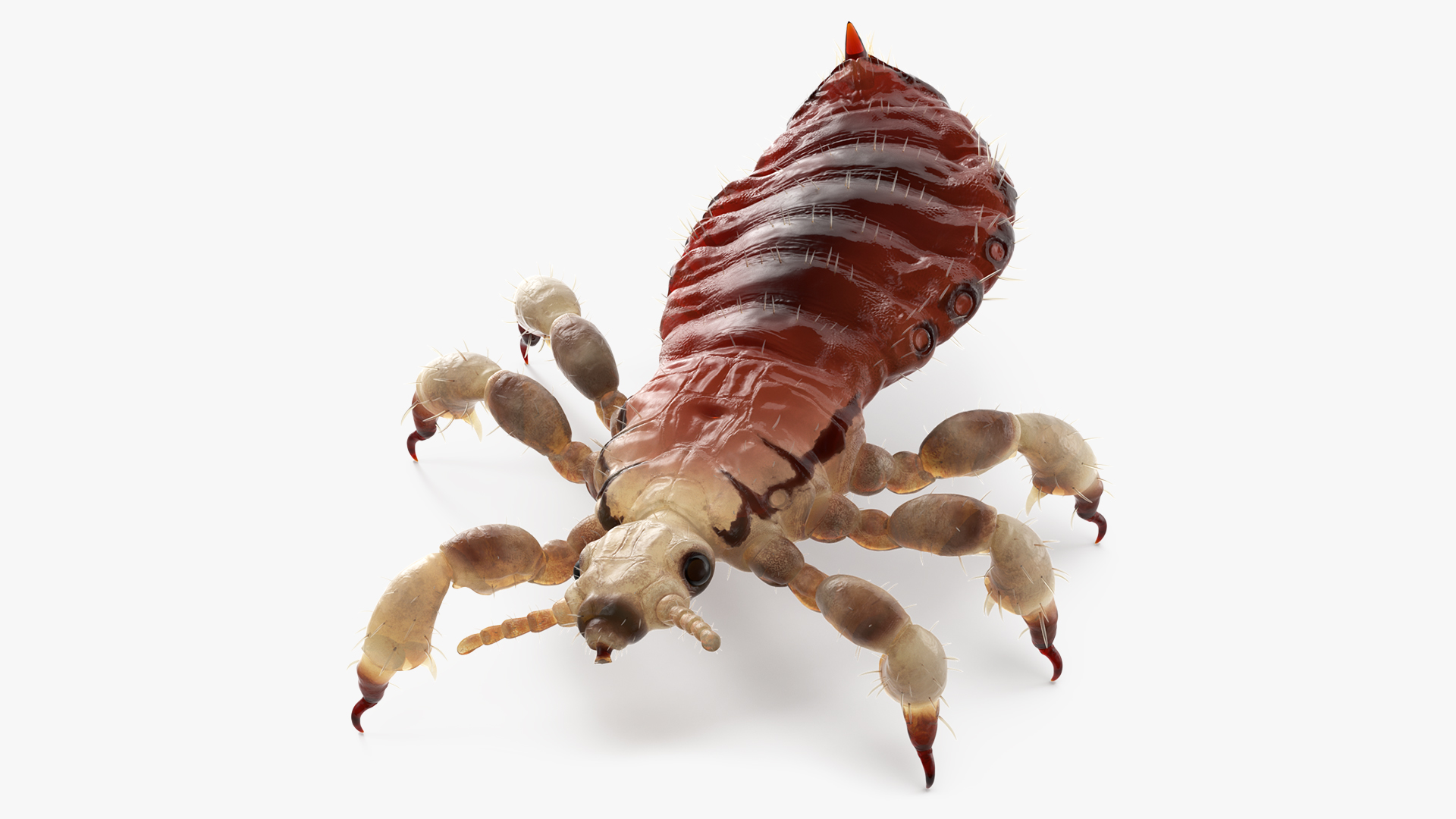 Parasitic Insect Louse with Blood SSS Rigged 3D model