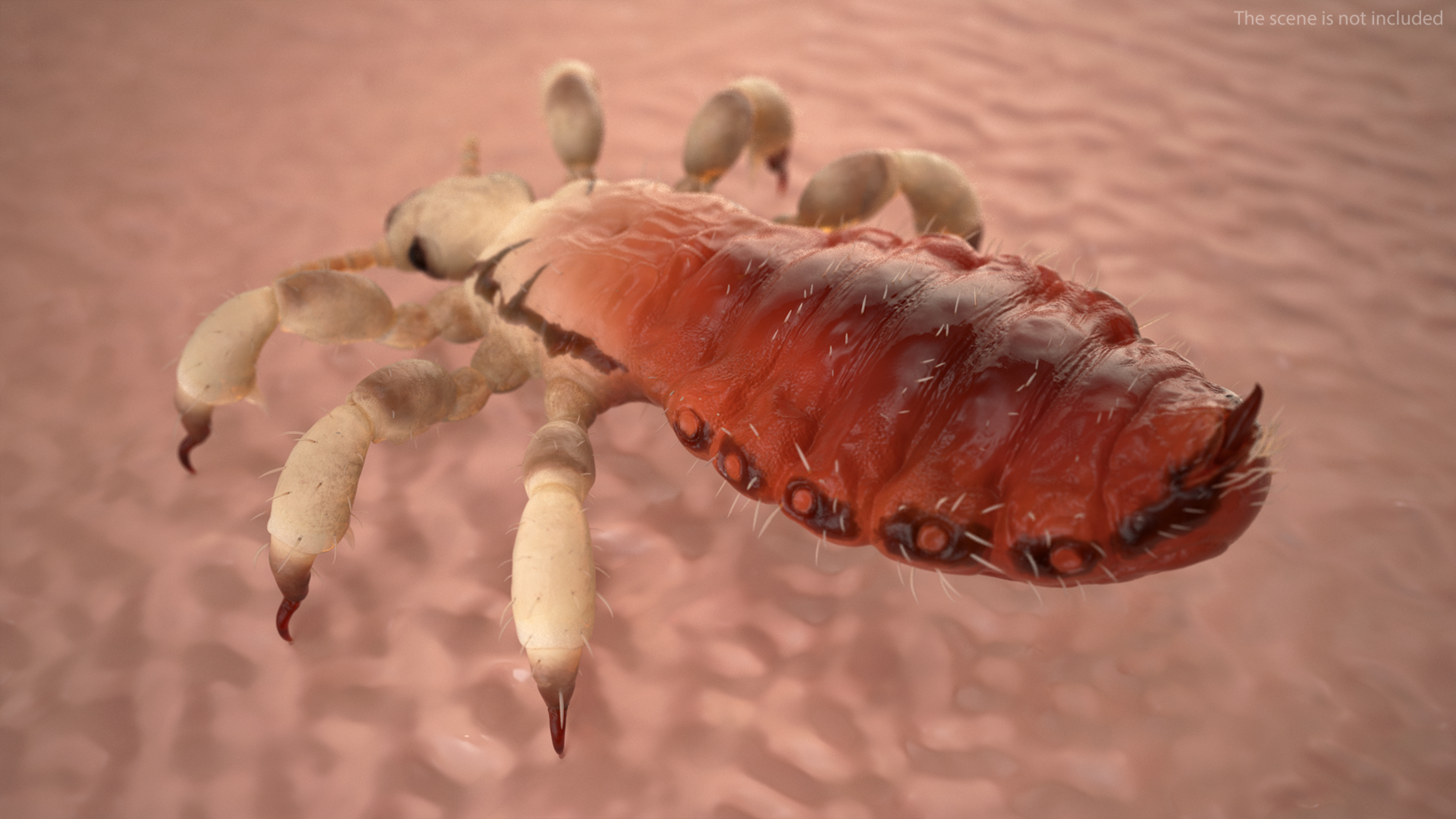 Parasitic Insect Louse with Blood SSS Rigged 3D model