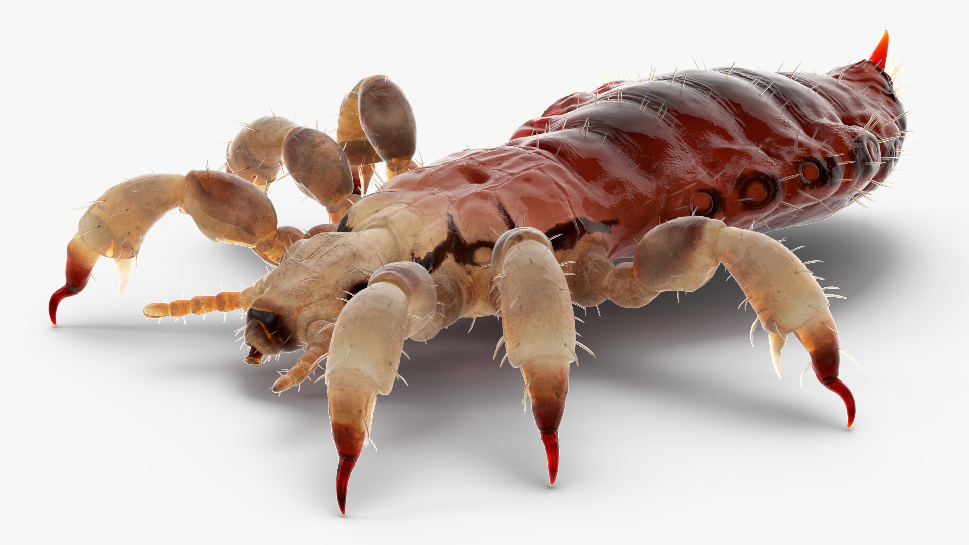 Parasitic Insect Louse with Blood SSS Rigged 3D model