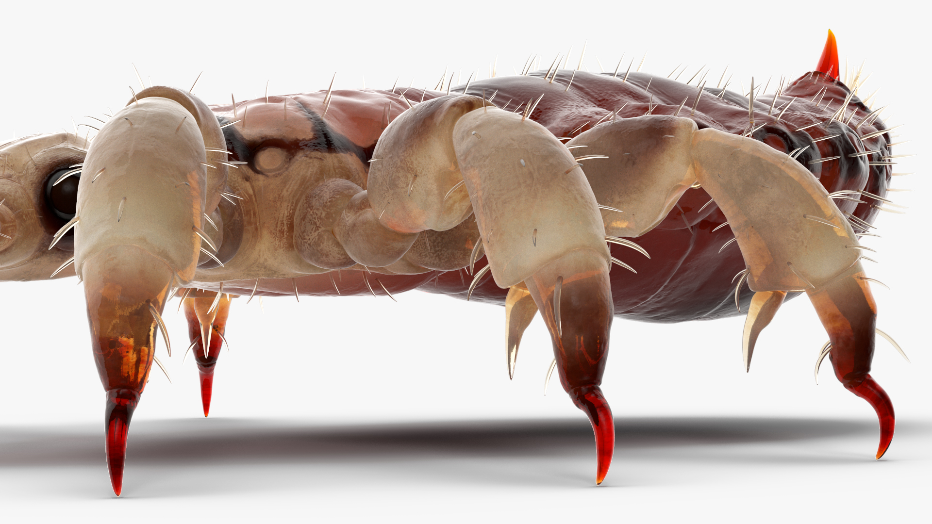 Parasitic Insect Louse with Blood SSS Rigged 3D model
