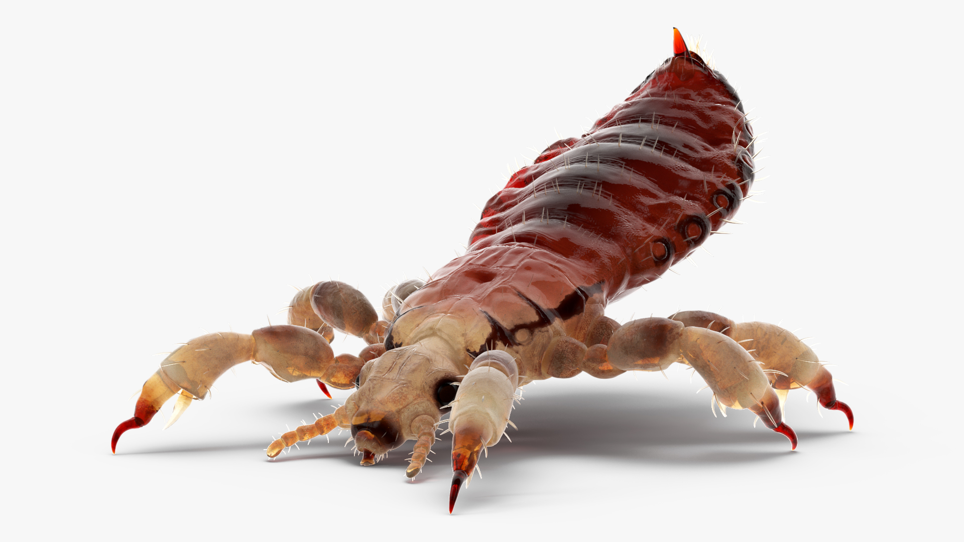 Parasitic Insect Louse with Blood SSS Rigged 3D model