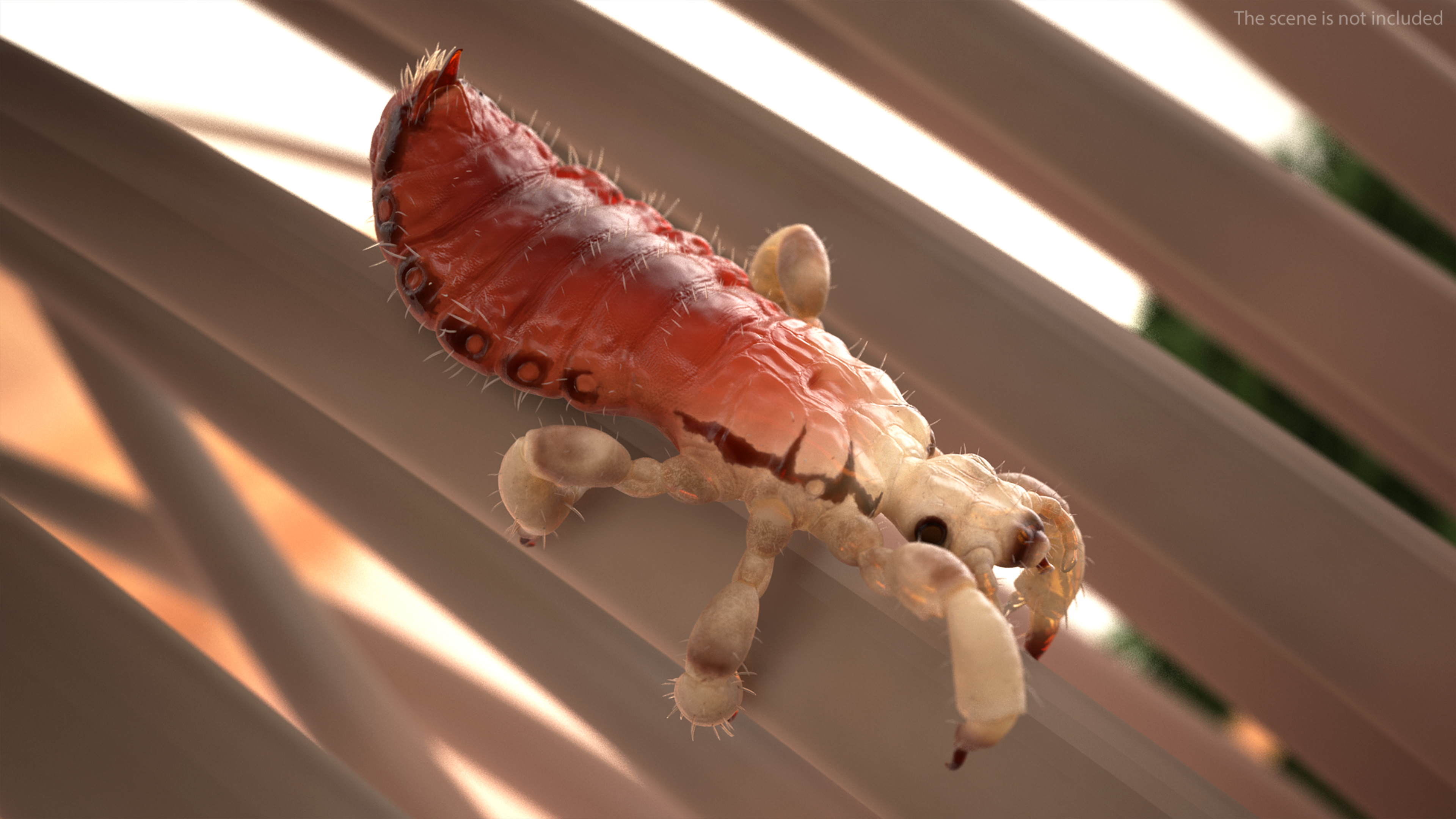 Parasitic Insect Louse with Blood SSS Rigged 3D model
