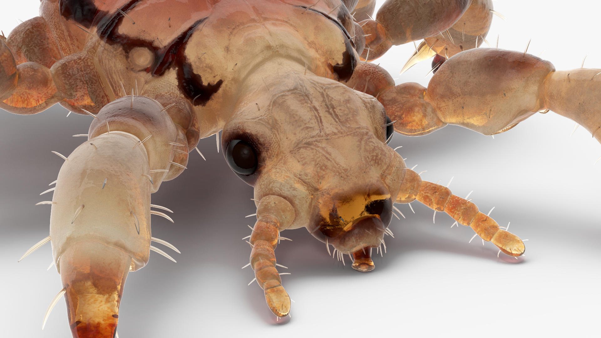 Parasitic Insect Louse with Blood SSS Rigged 3D model