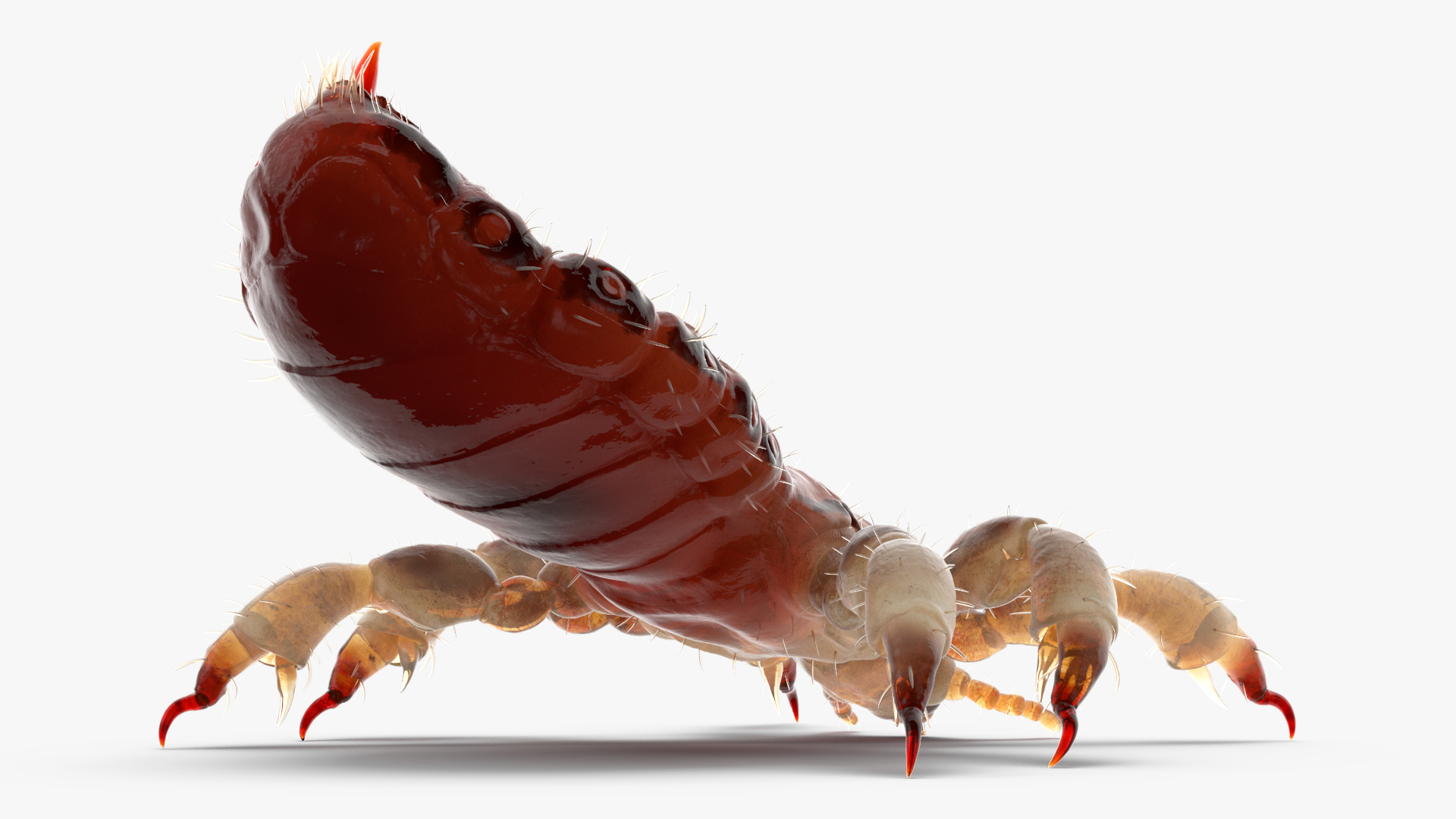 Parasitic Insect Louse with Blood SSS Rigged 3D model
