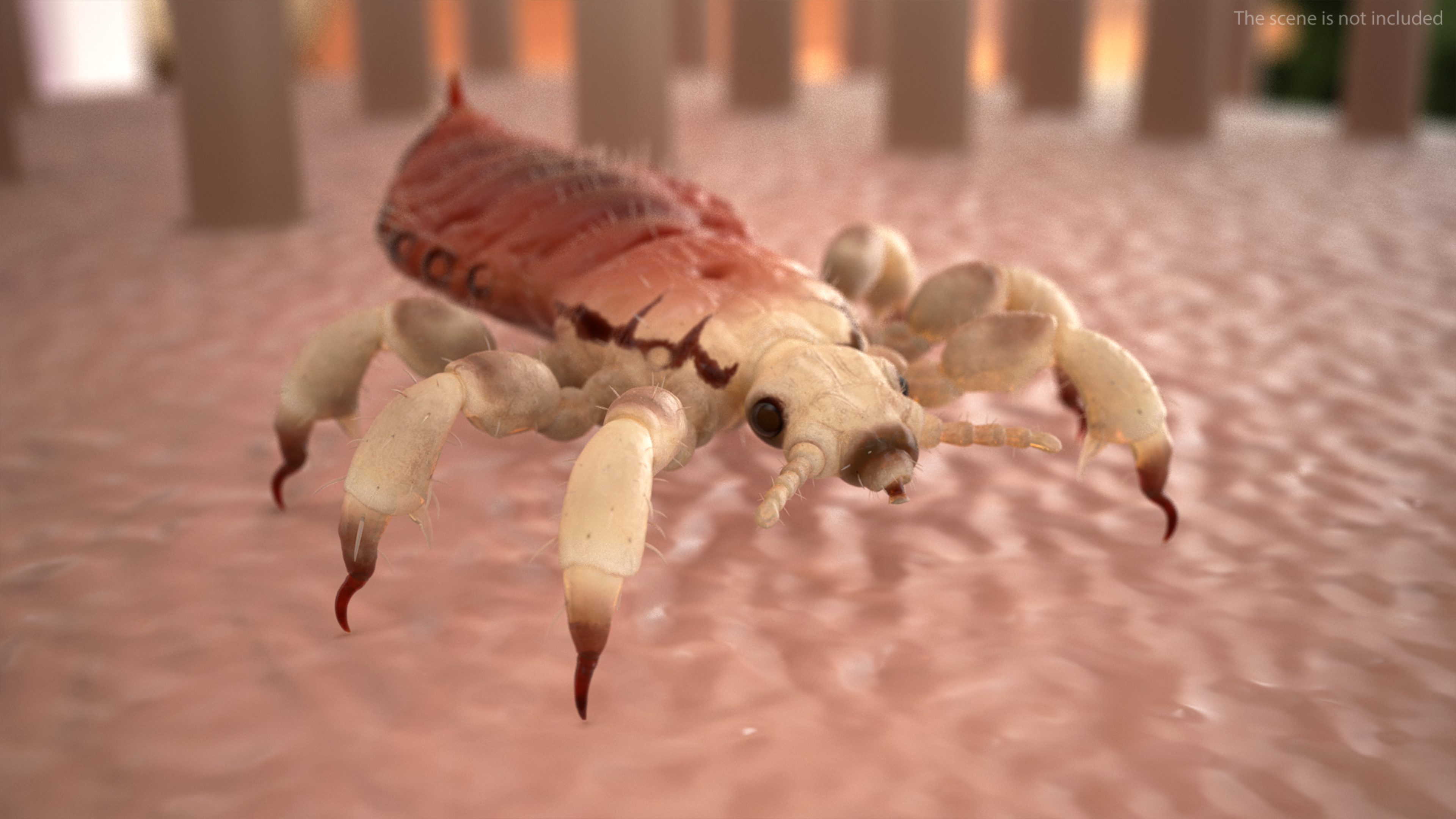 Parasitic Insect Louse with Blood SSS Rigged 3D model