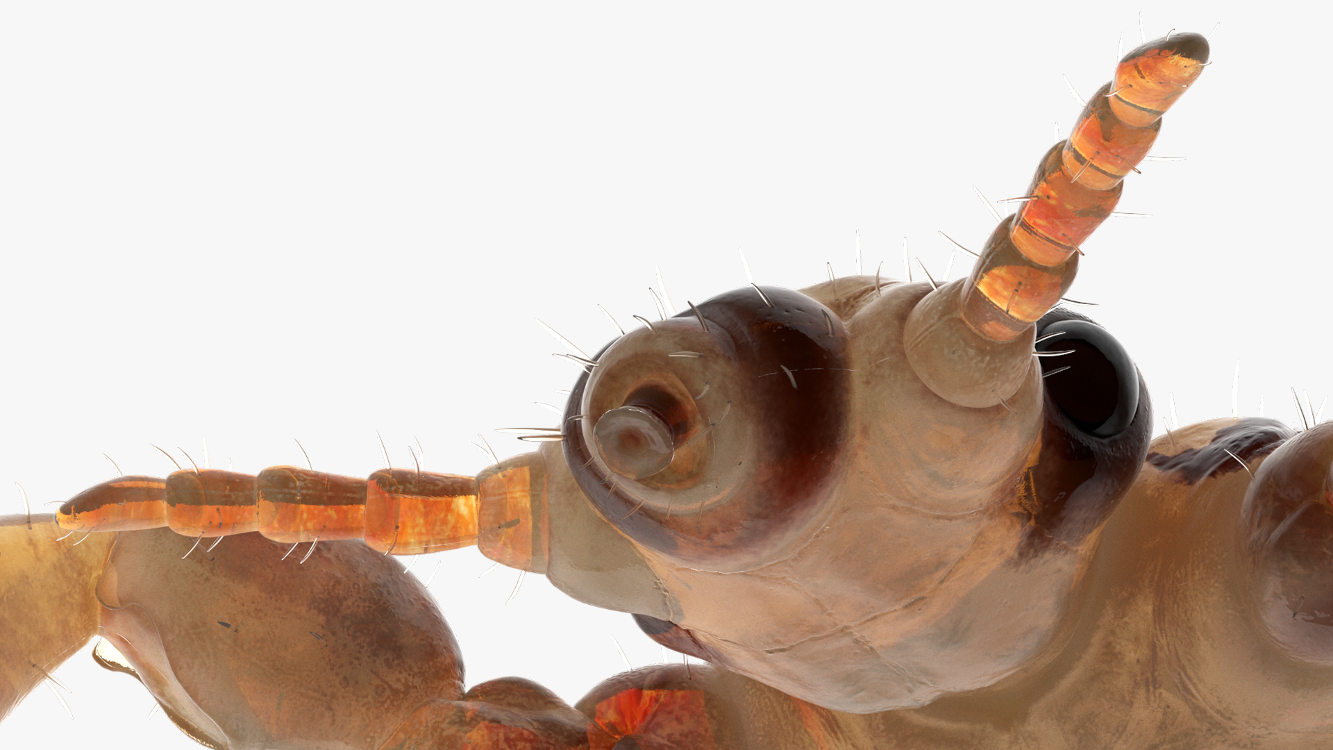 Parasitic Insect Louse with Blood SSS Rigged 3D model