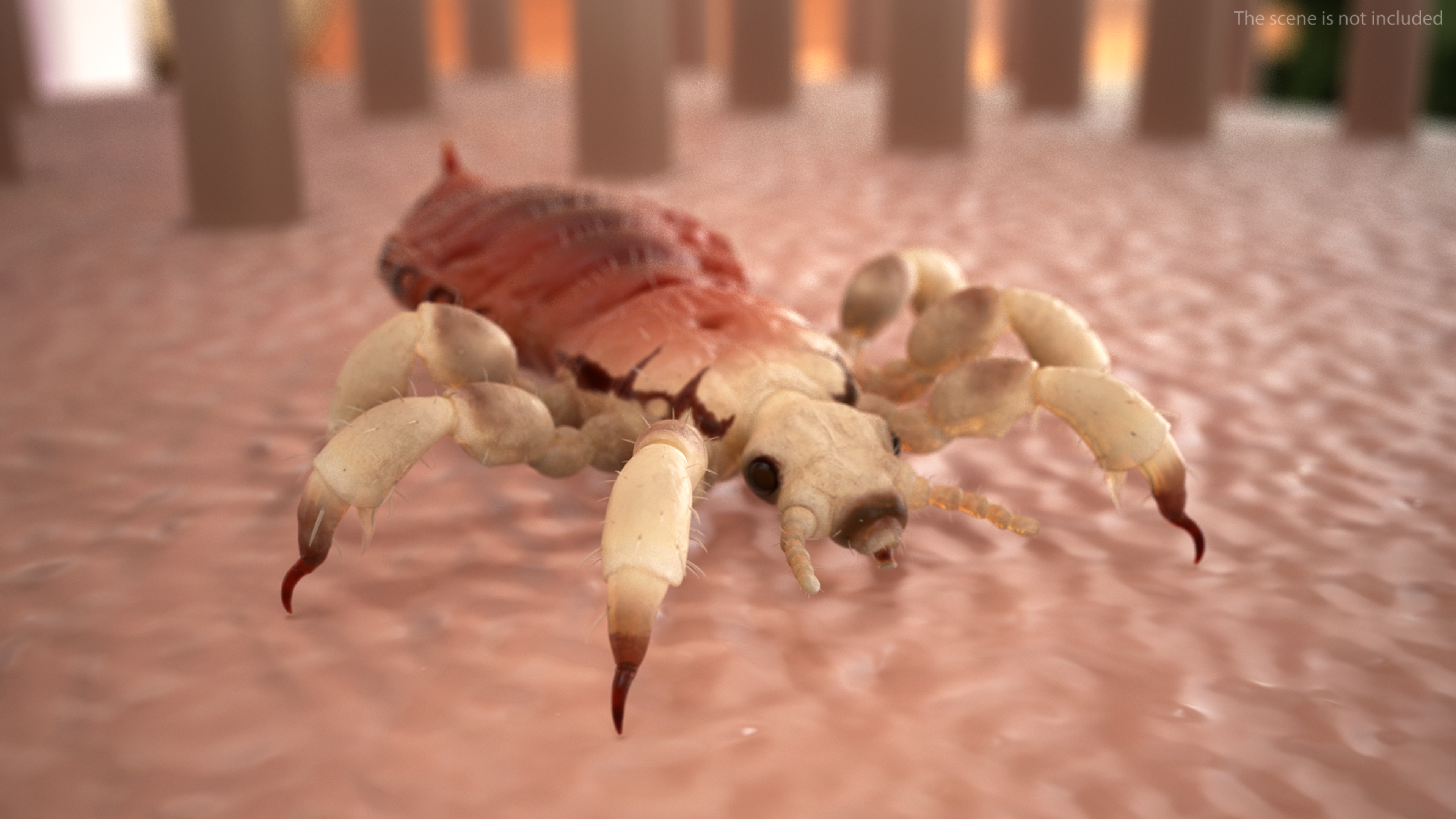 Parasitic Insect Louse with Blood SSS Rigged 3D model