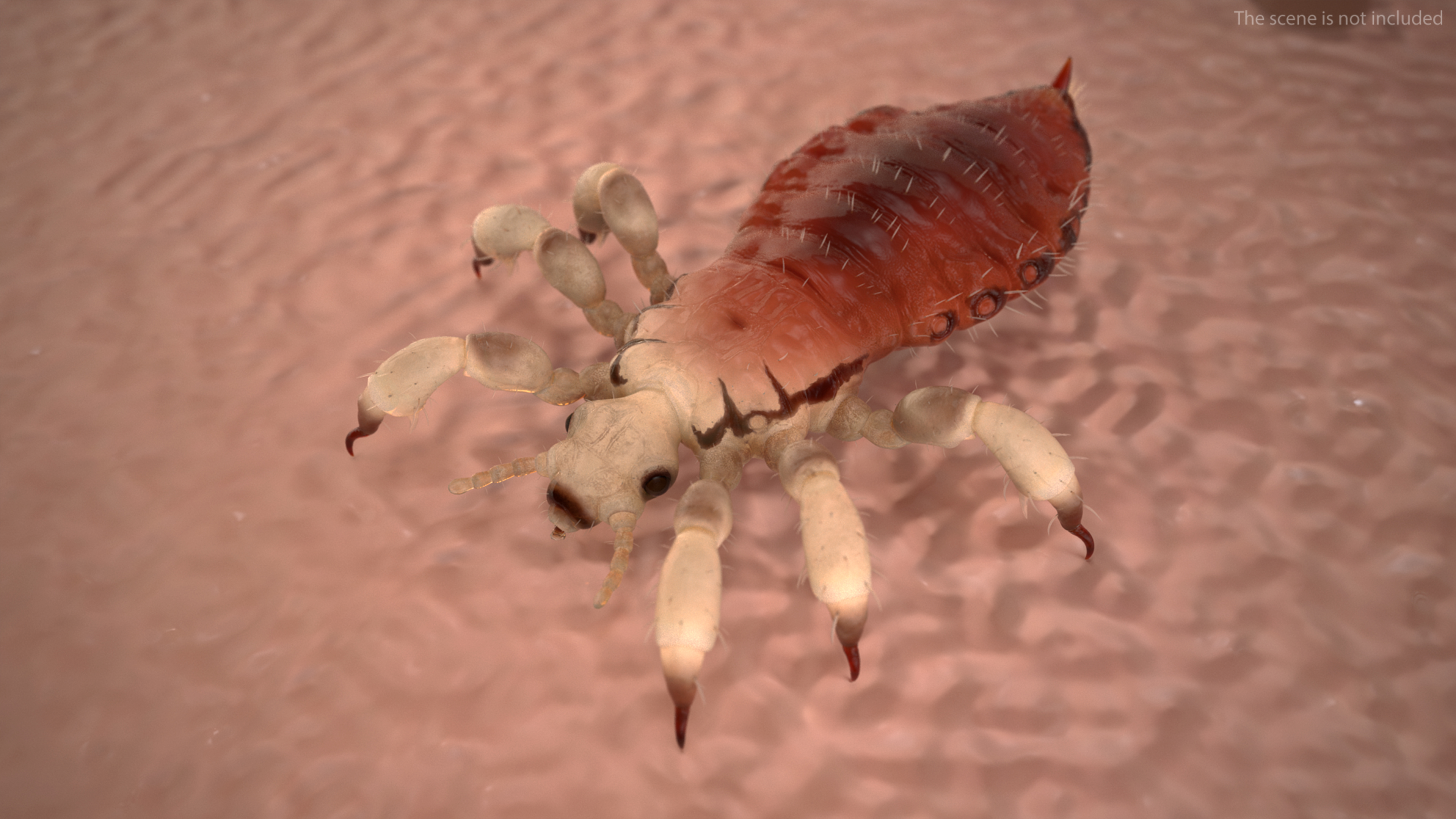 Parasitic Insect Louse with Blood SSS Rigged 3D model