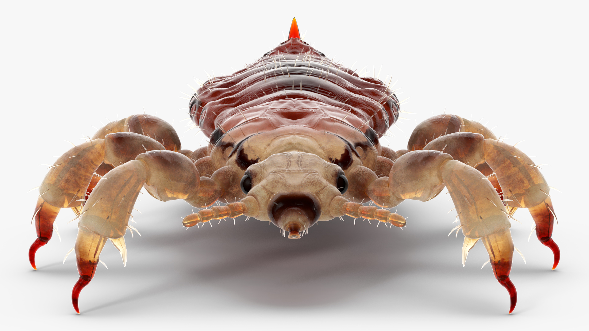 Parasitic Insect Louse with Blood SSS Rigged 3D model
