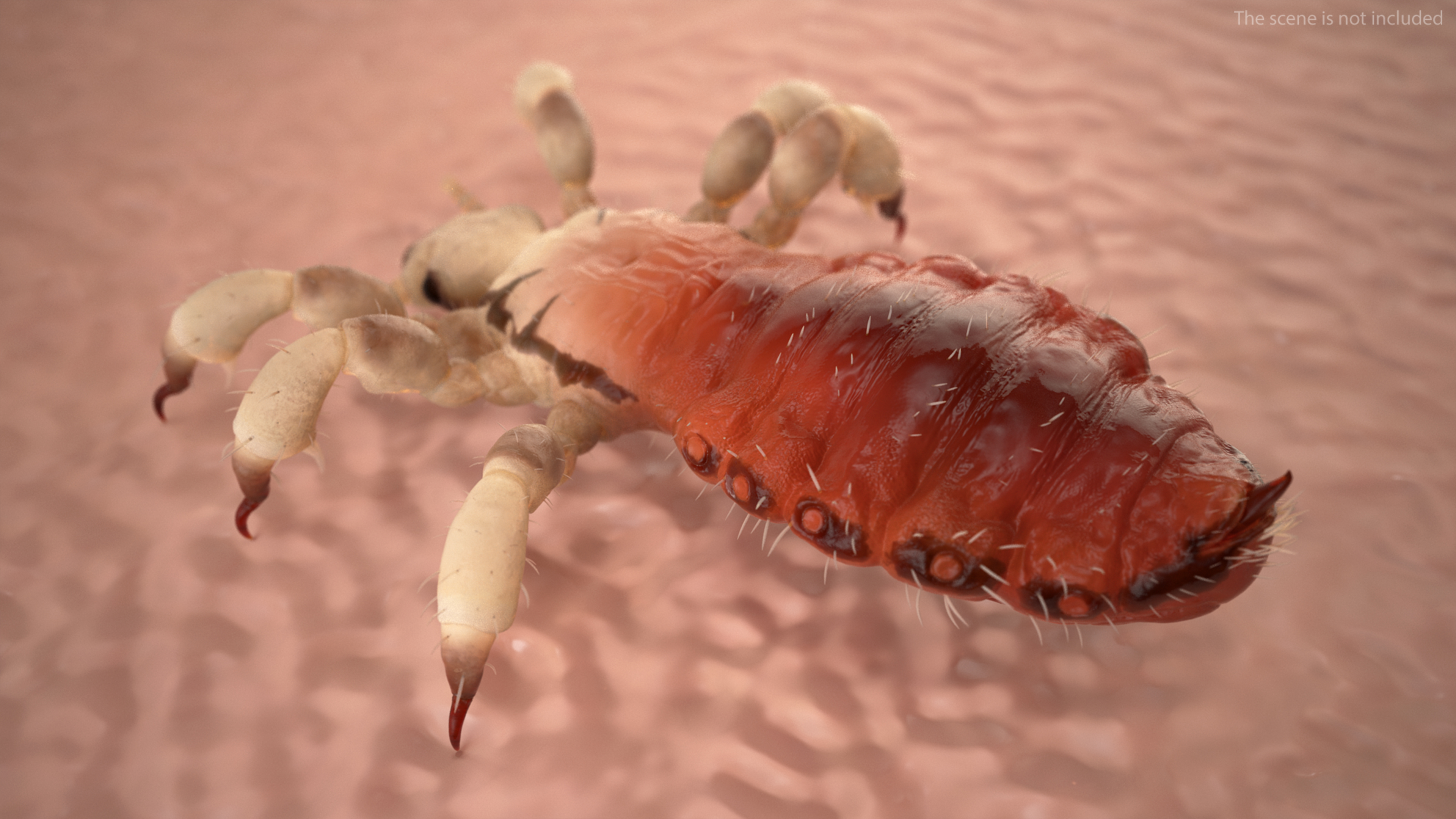 Parasitic Insect Louse with Blood SSS Rigged 3D model
