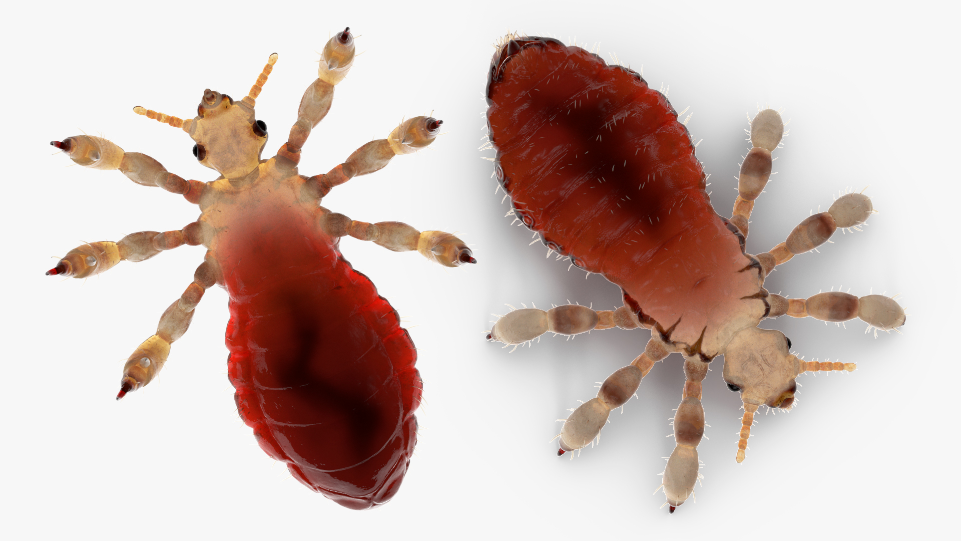 Parasitic Insect Louse with Blood SSS Rigged 3D model
