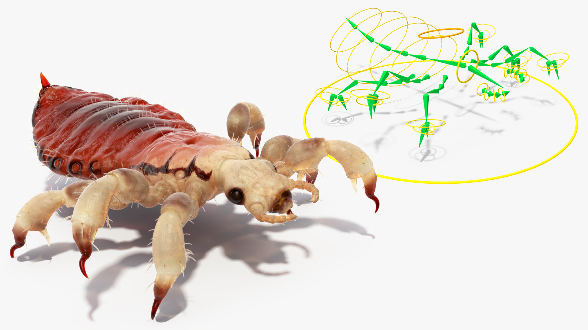 Parasitic Insect Louse with Blood SSS Rigged 3D model