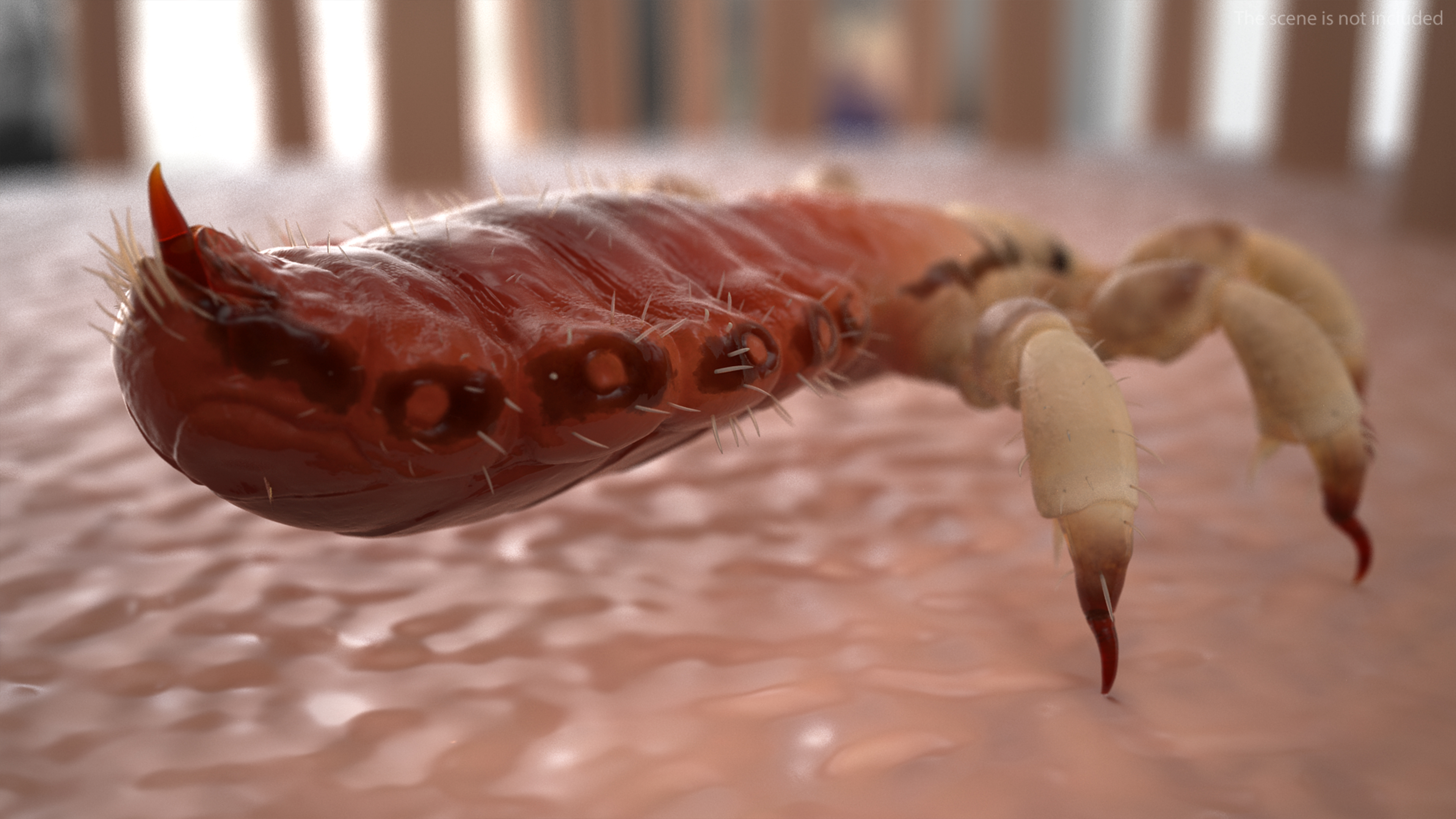 Parasitic Insect Louse with Blood SSS Rigged 3D model
