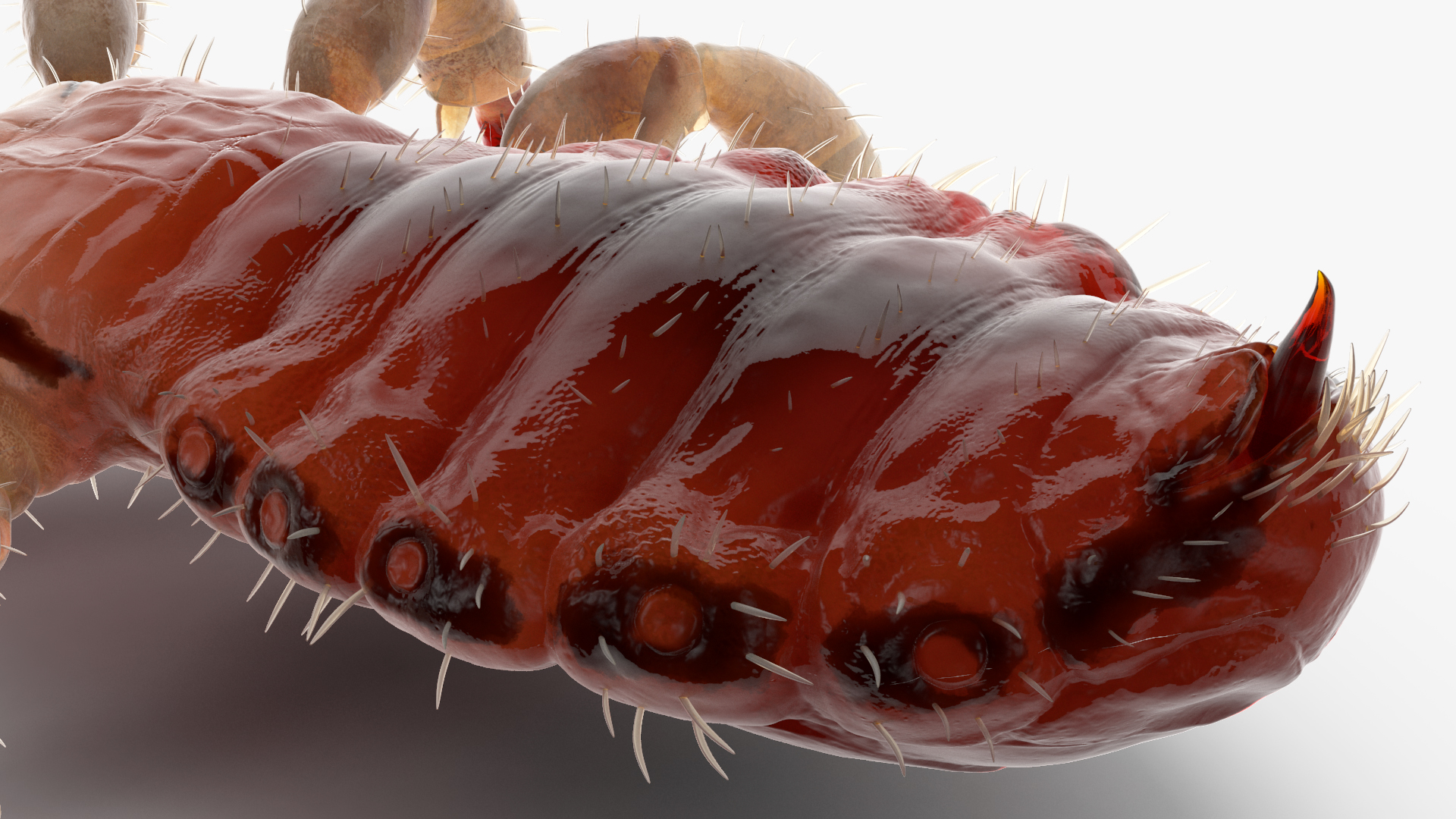 Parasitic Insect Louse with Blood SSS Rigged 3D model