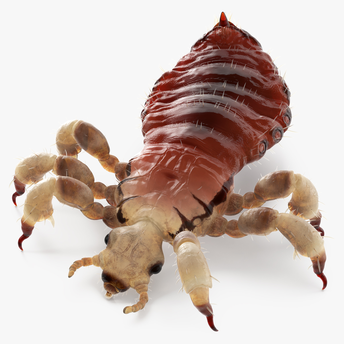 Parasitic Insect Louse with Blood SSS Rigged 3D model