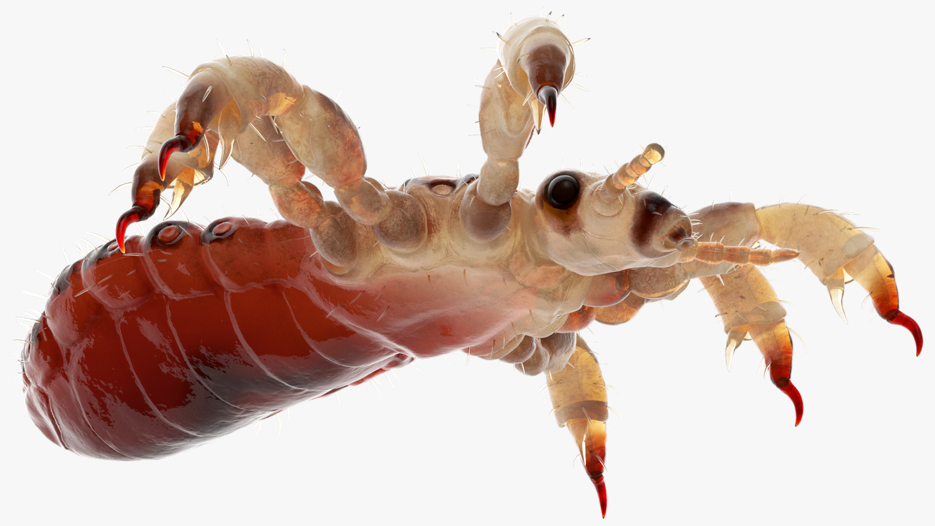Parasitic Insect Louse with Blood SSS Rigged 3D model