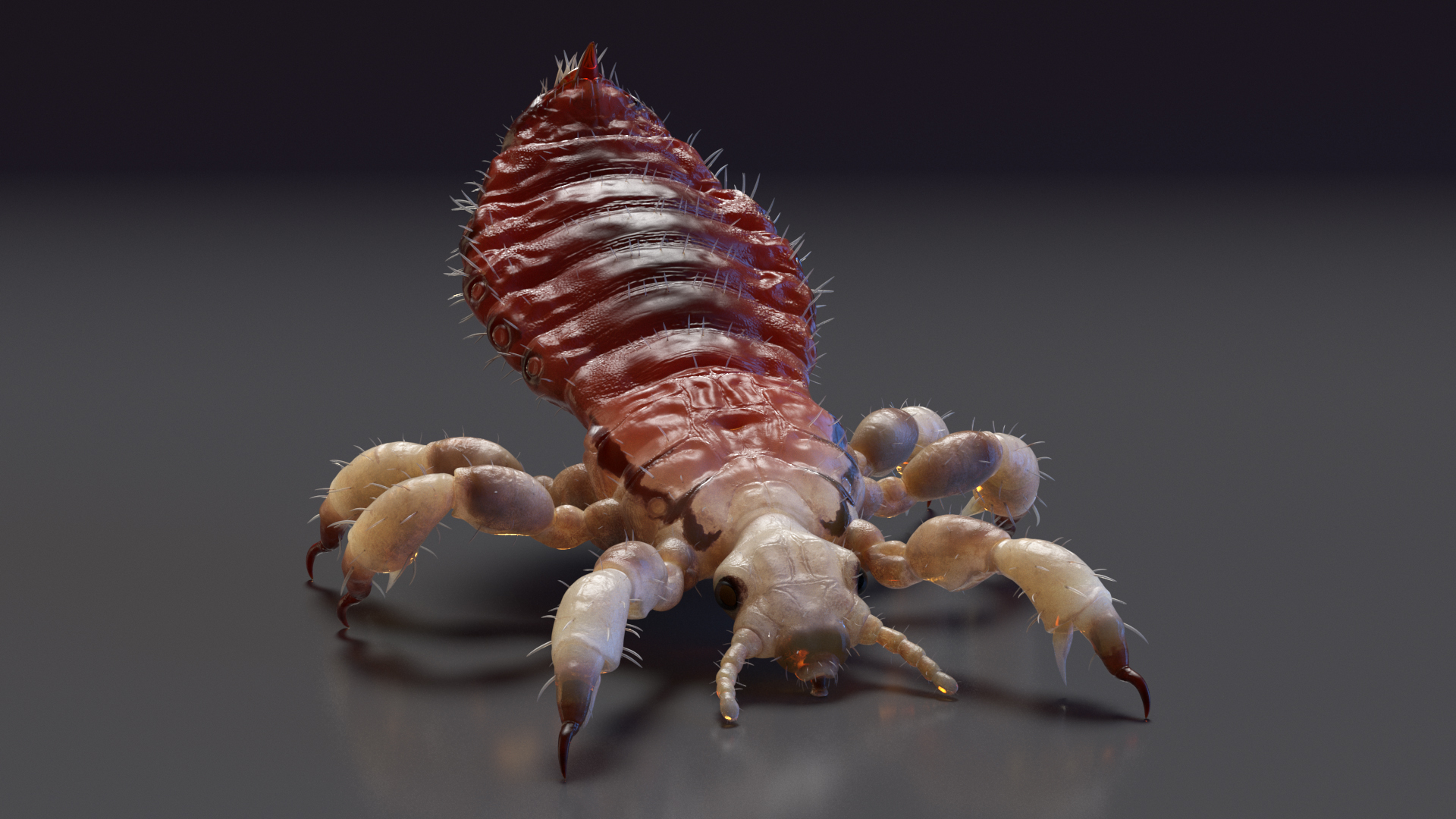 Parasitic Insect Louse with Blood SSS Rigged 3D model