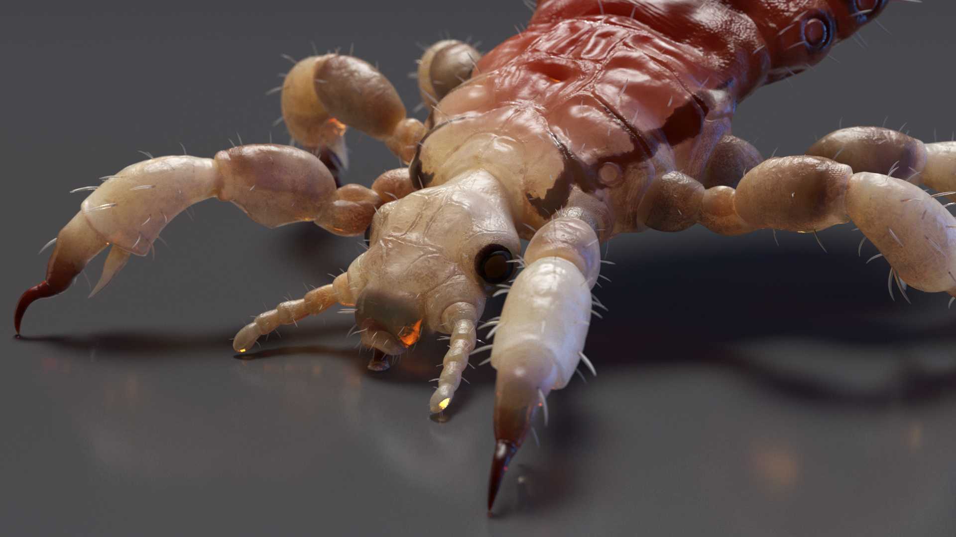 Parasitic Insect Louse with Blood SSS Rigged 3D model