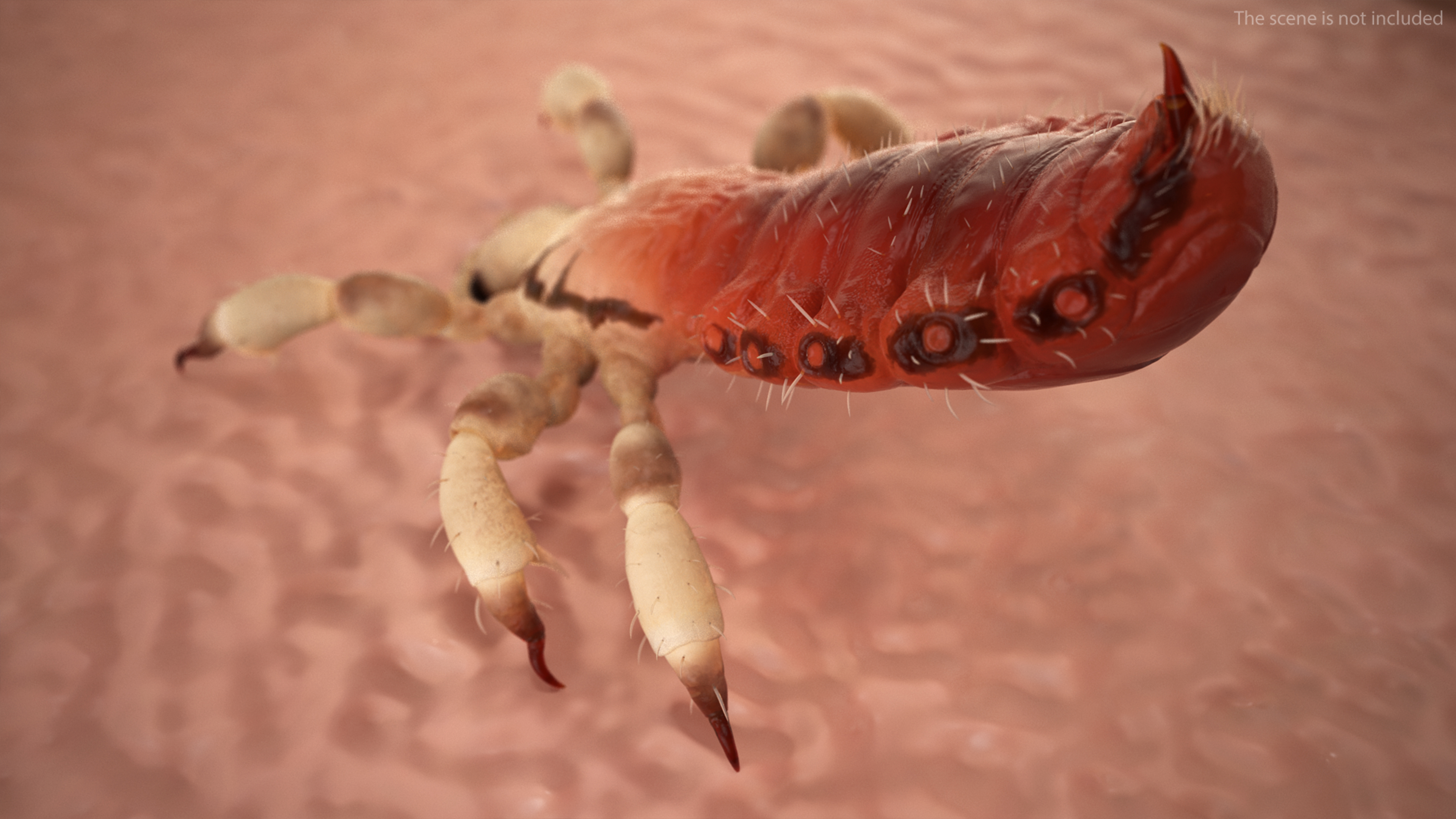 Parasitic Insect Louse with Blood SSS Rigged 3D model