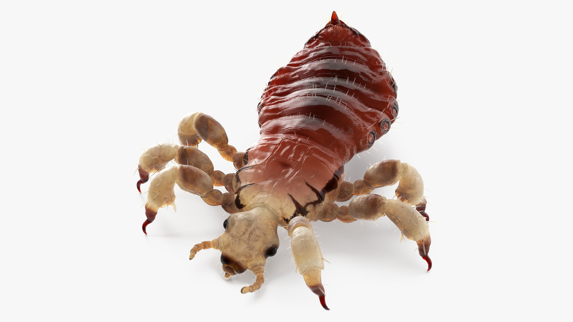 Parasitic Insect Louse with Blood SSS Rigged 3D model