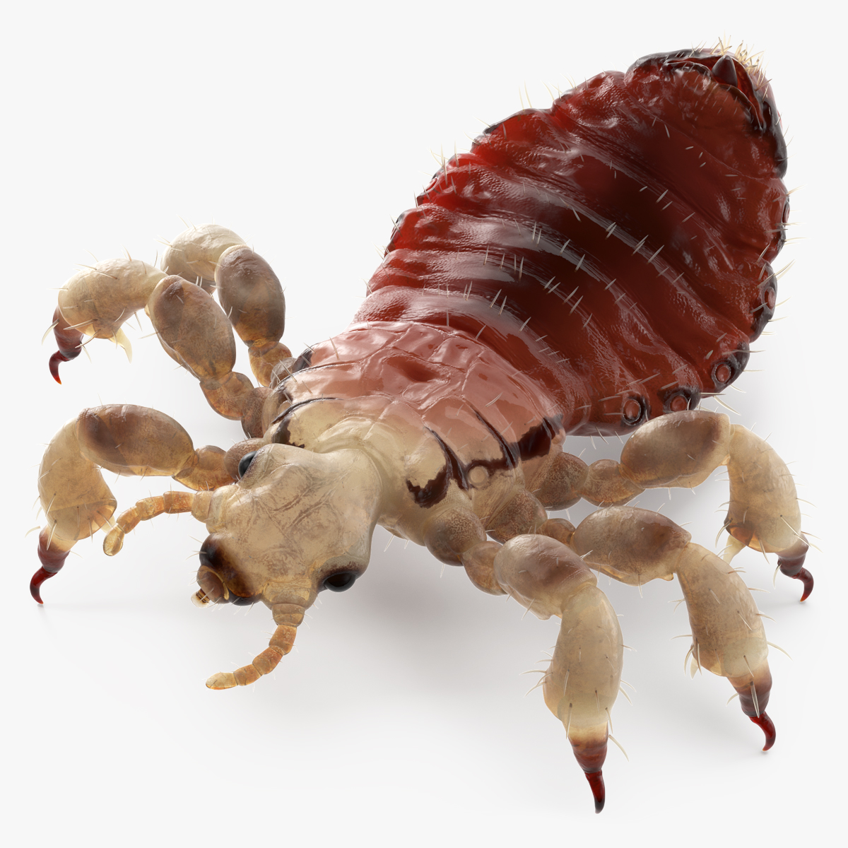 Parasitic Insect Louse with Blood SSS Rigged 3D model