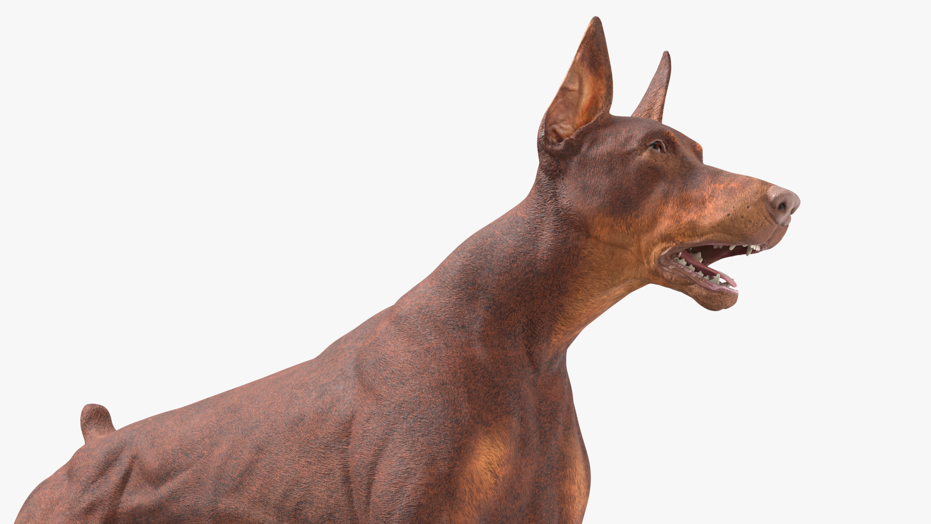 3D Doberman Dog Brown Running