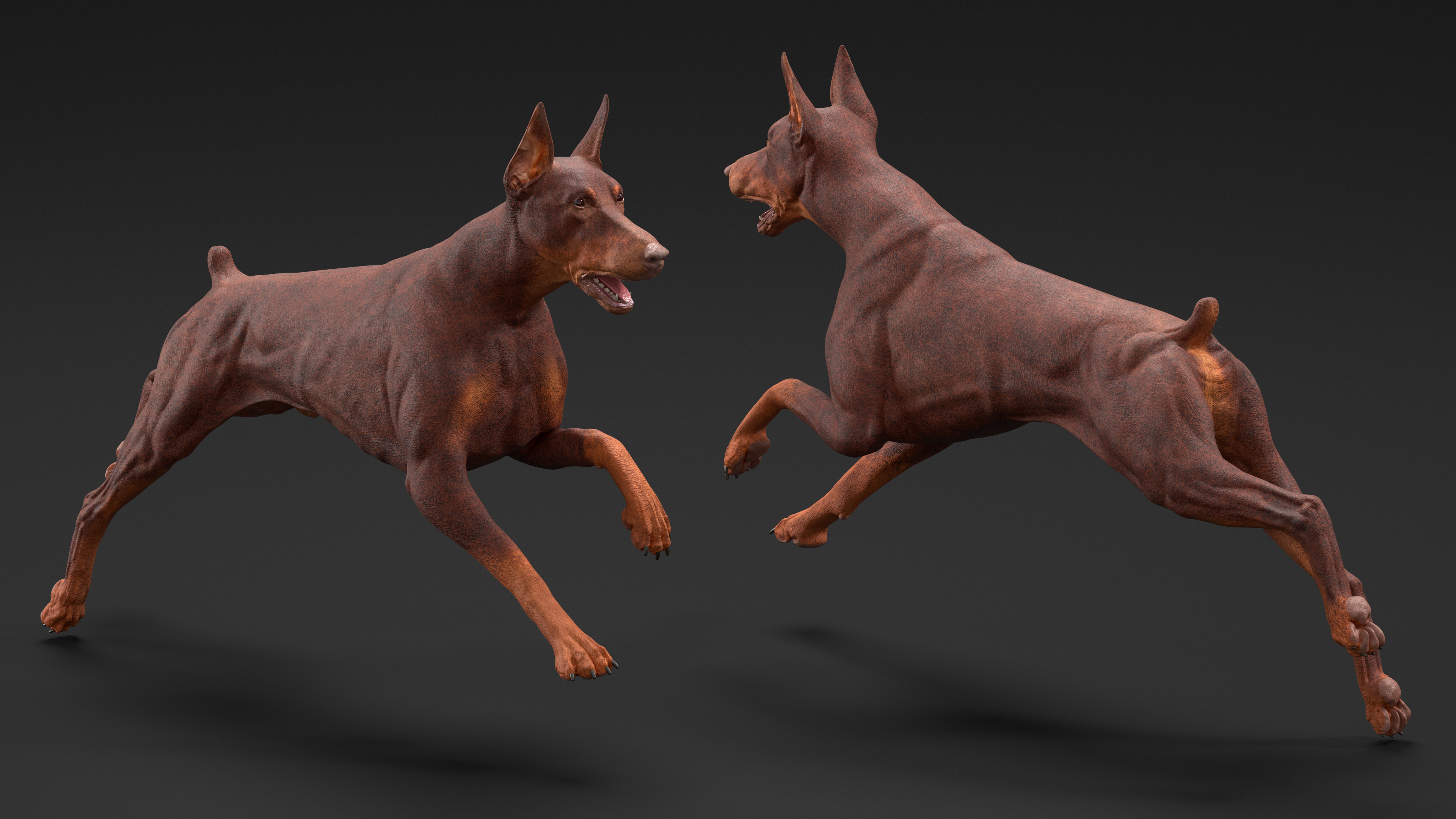 3D Doberman Dog Brown Running