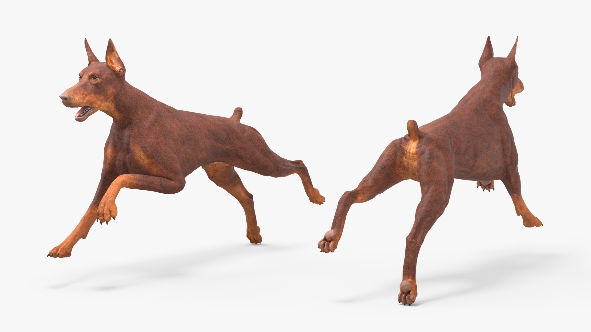 3D Doberman Dog Brown Running