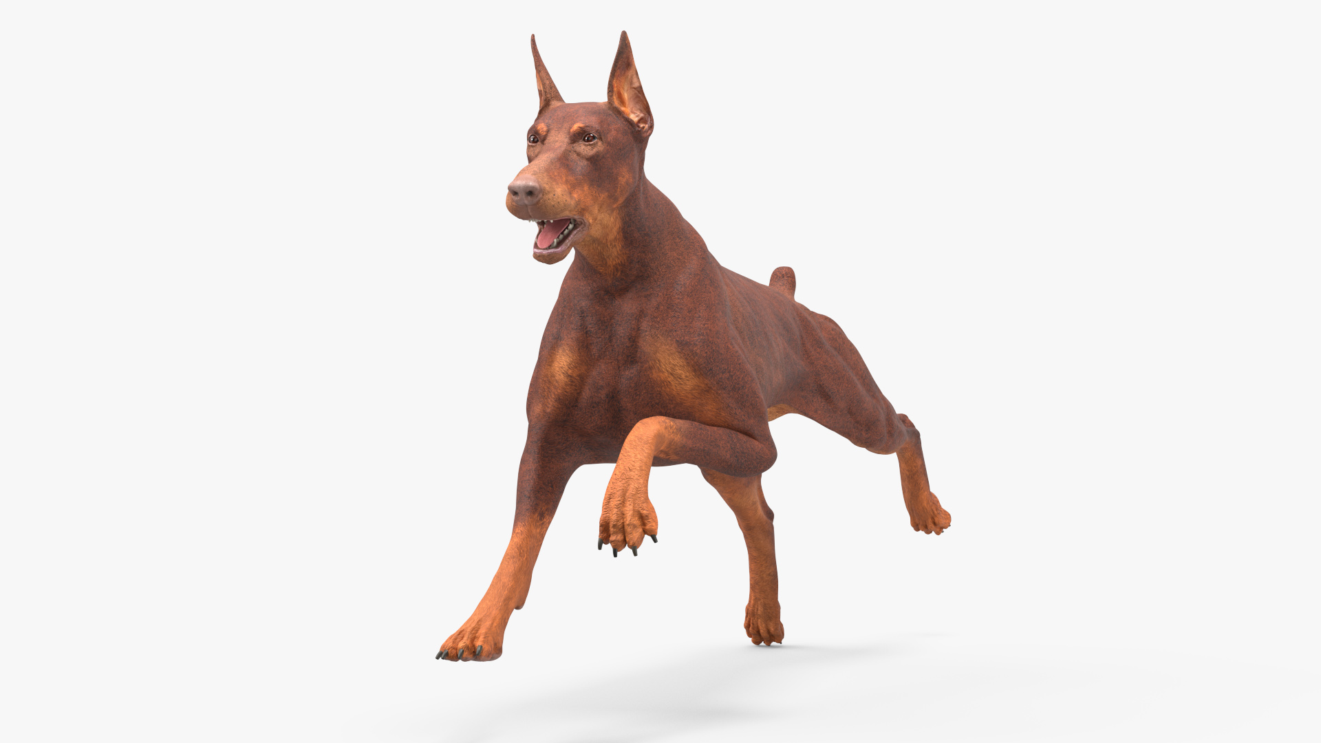 3D Doberman Dog Brown Running