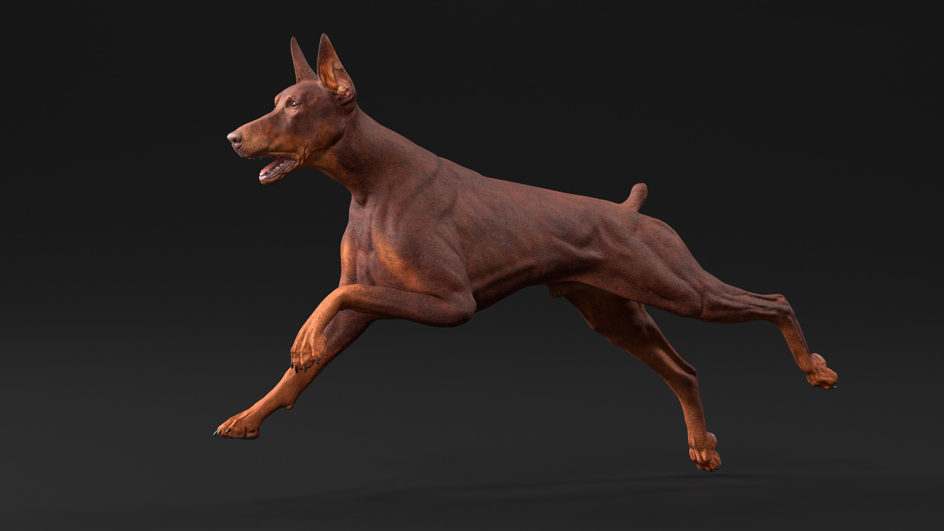 3D Doberman Dog Brown Running