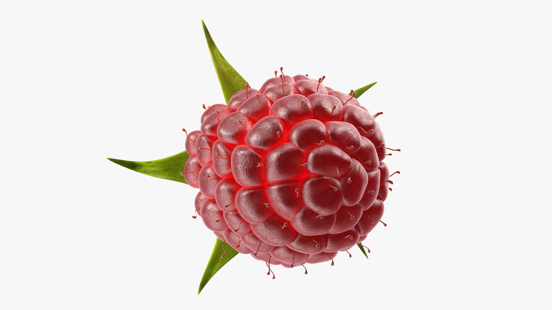 3D Red Raspberry model