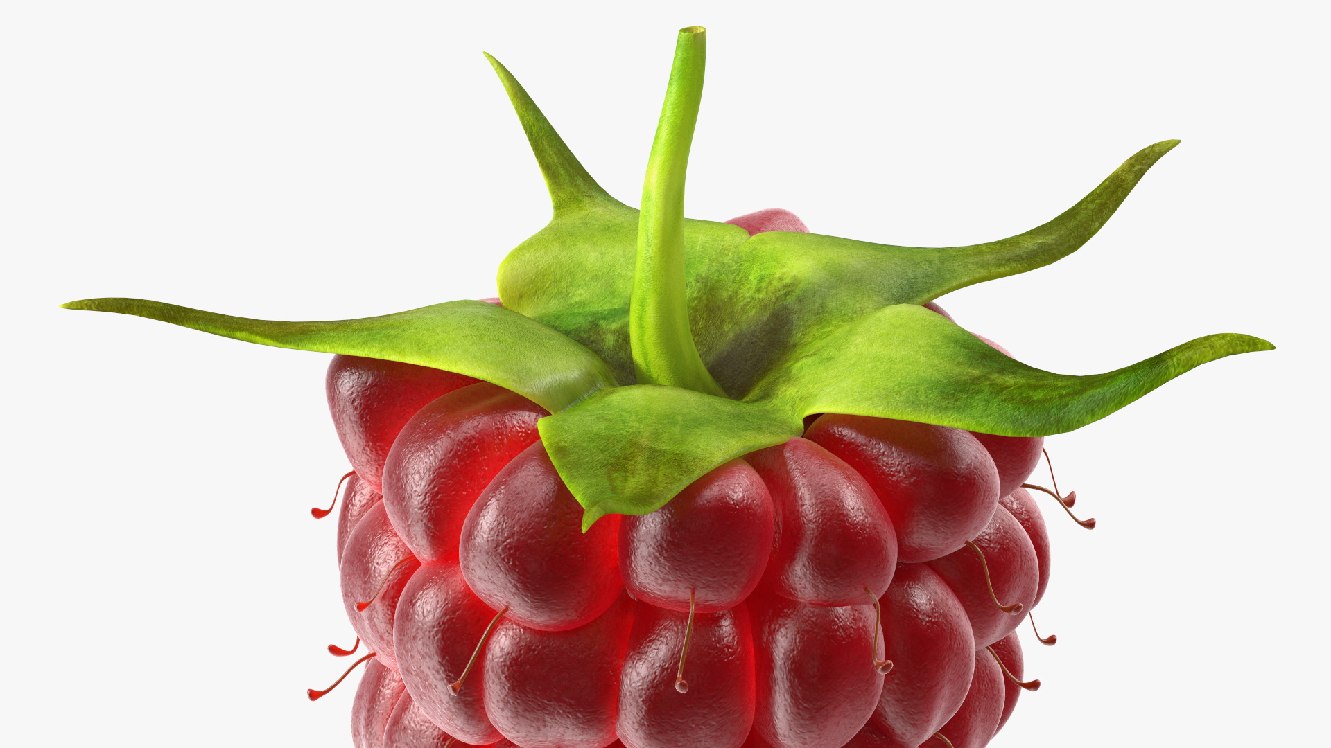 3D Red Raspberry model