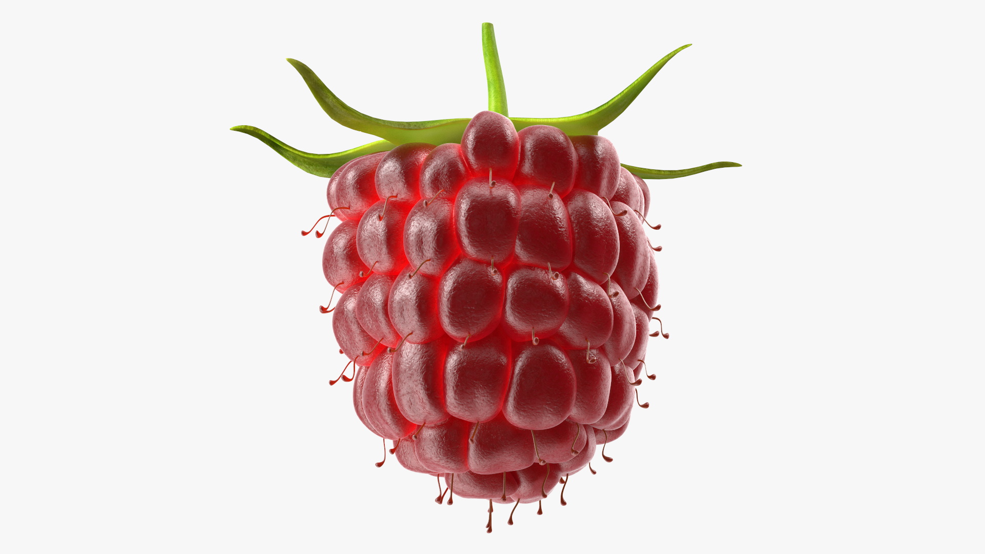 3D Red Raspberry model