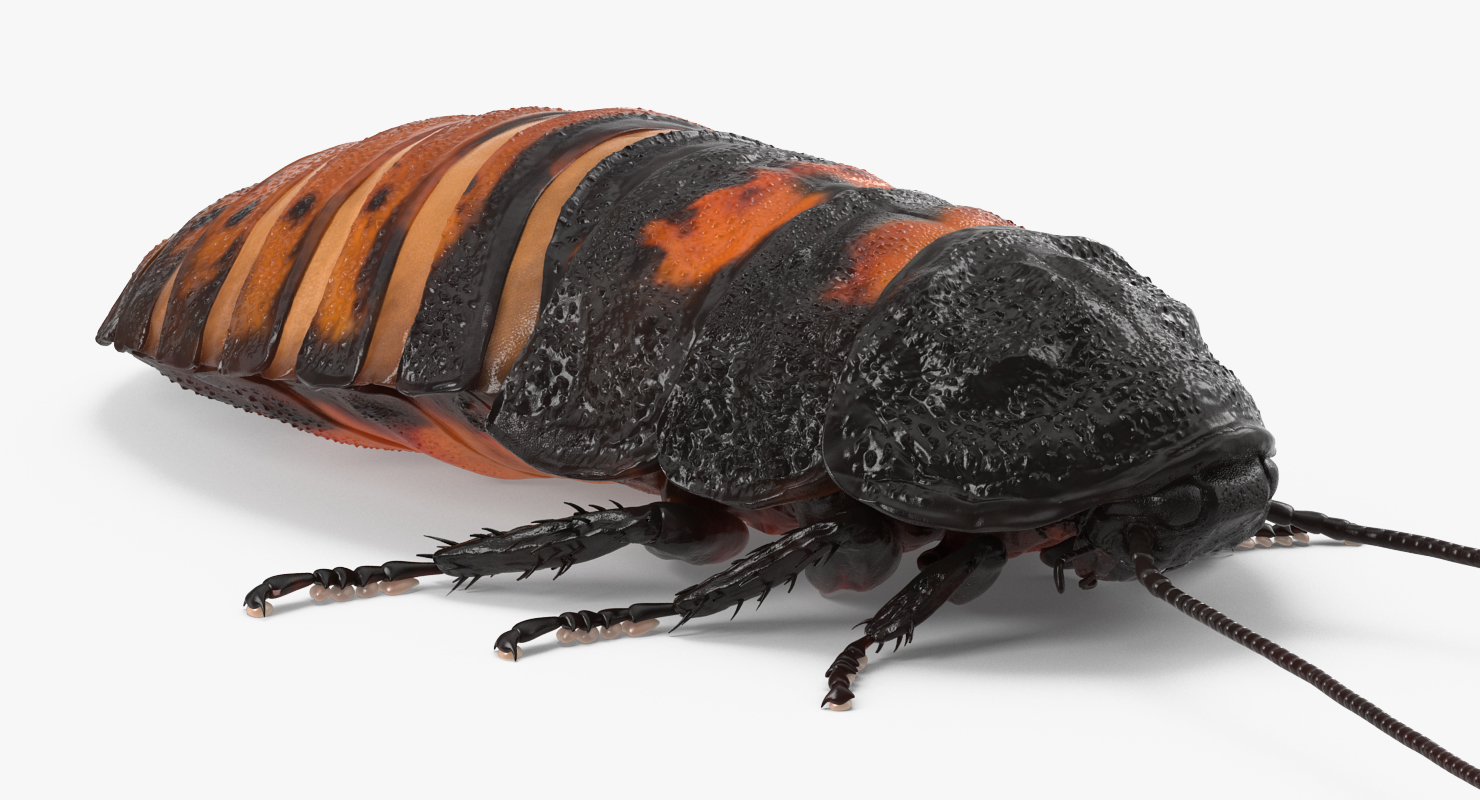3D Madagascar Giant Hissing Cockroach with Fur model