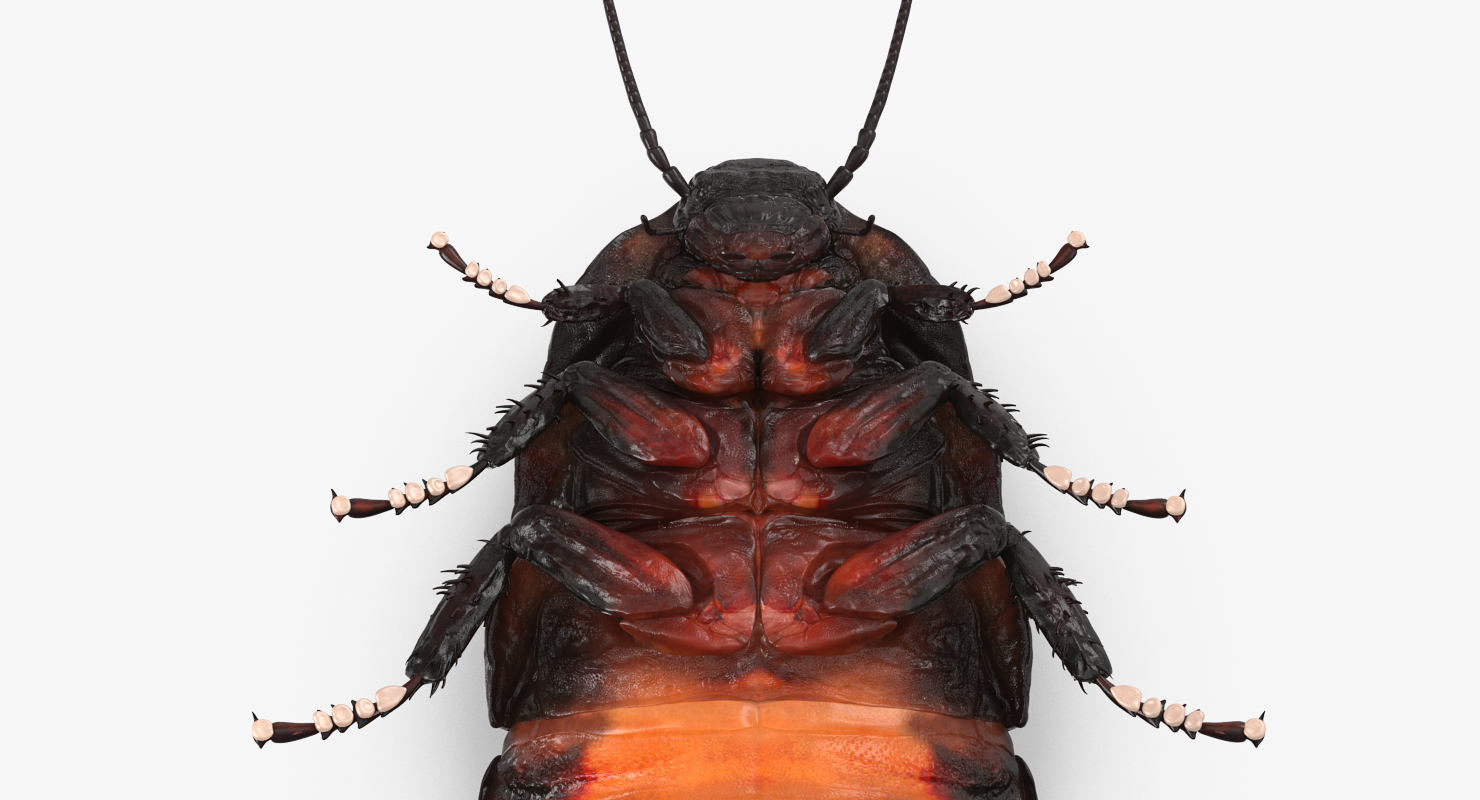 3D Madagascar Giant Hissing Cockroach with Fur model