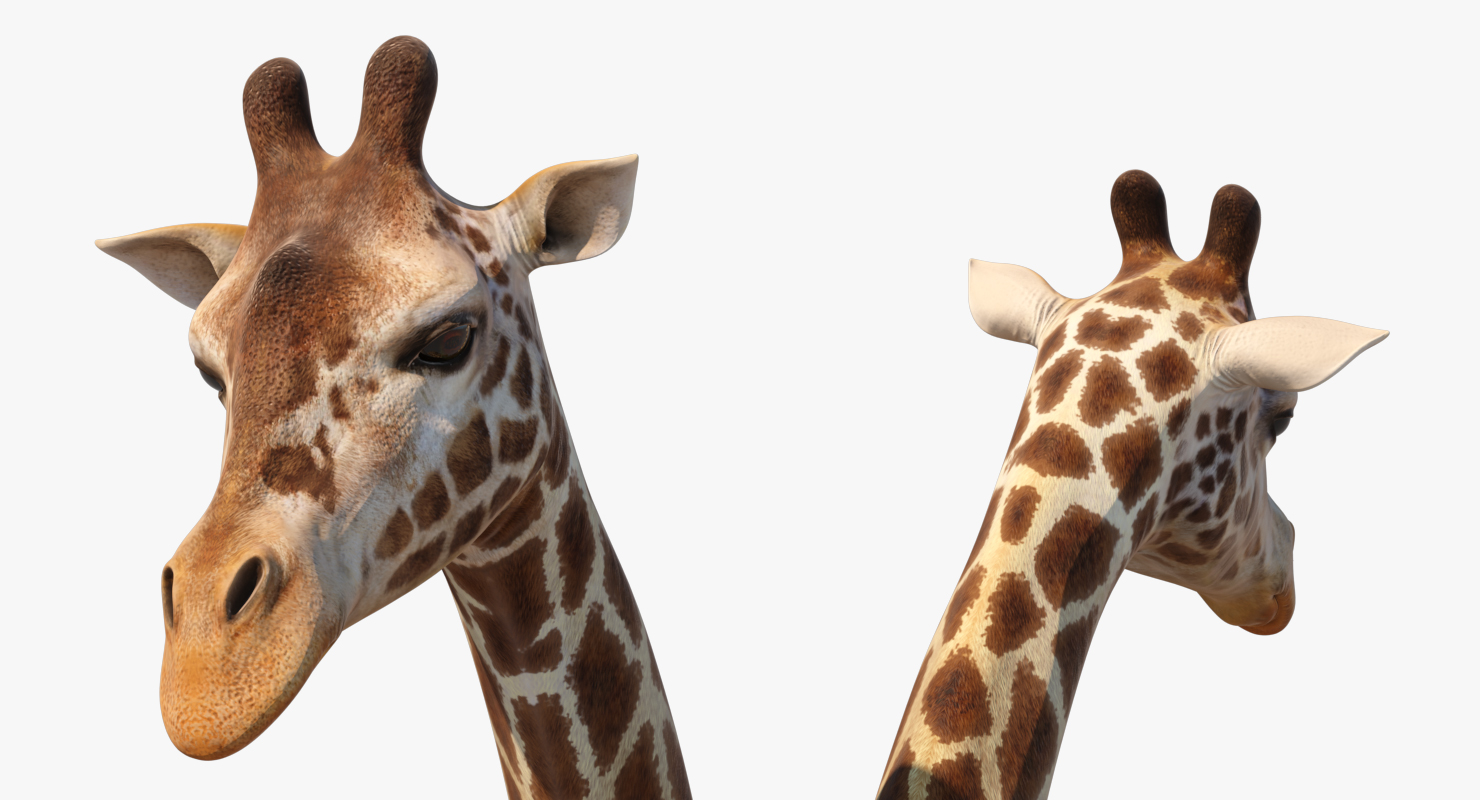 3D African Giraffe Walking Pose model