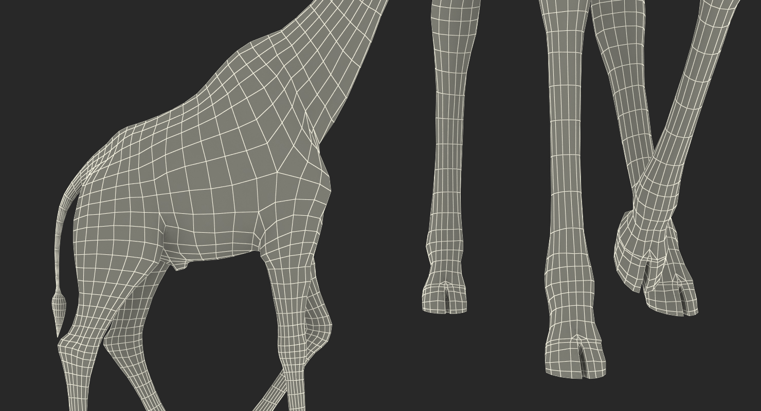 3D African Giraffe Walking Pose model