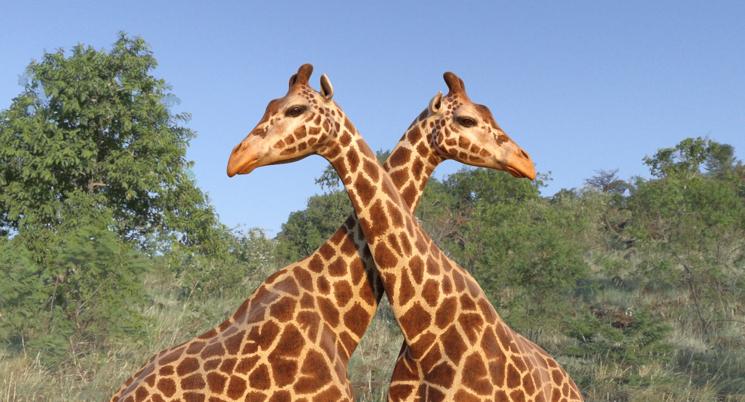 3D African Giraffe Walking Pose model