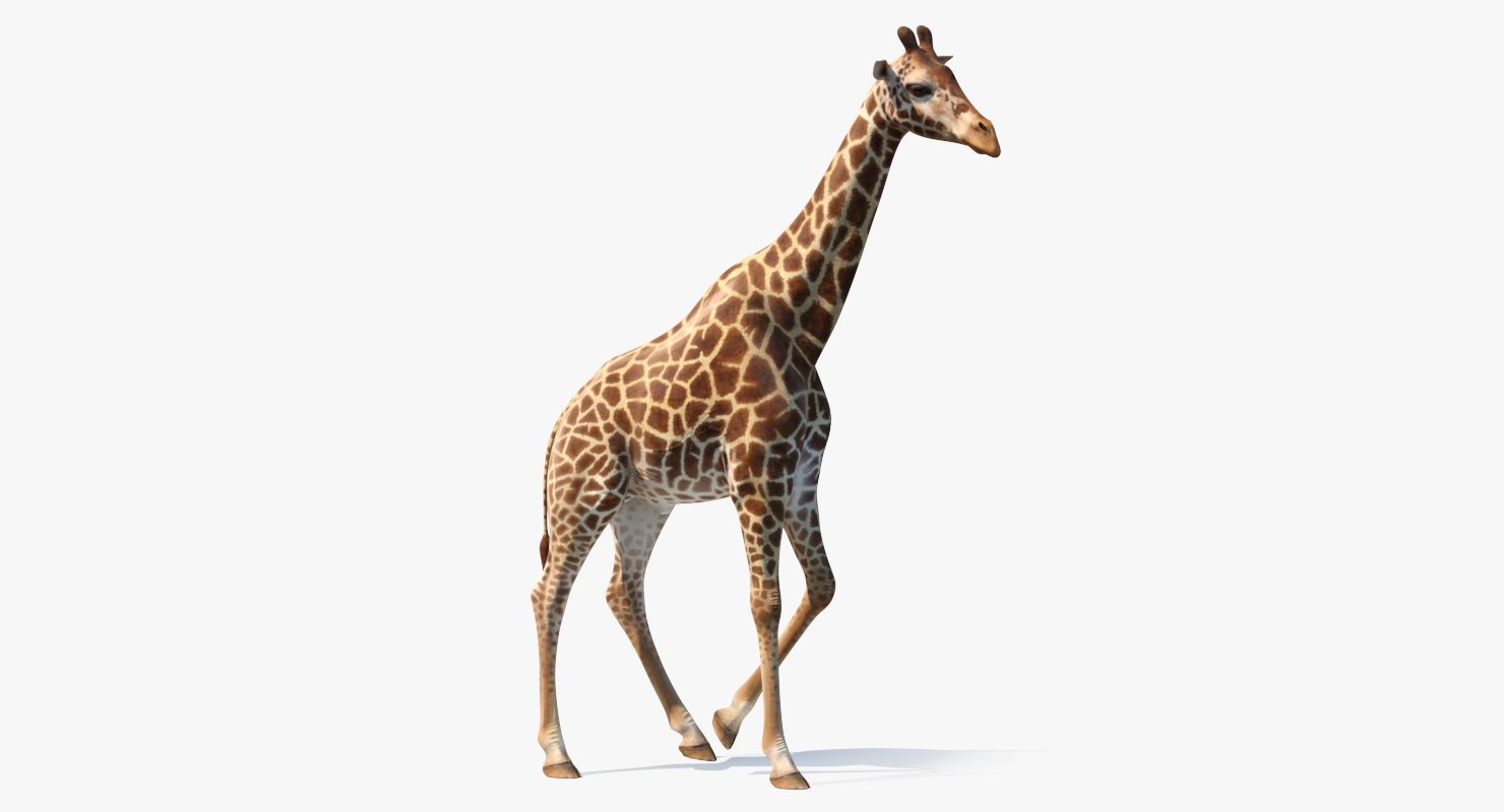 3D African Giraffe Walking Pose model