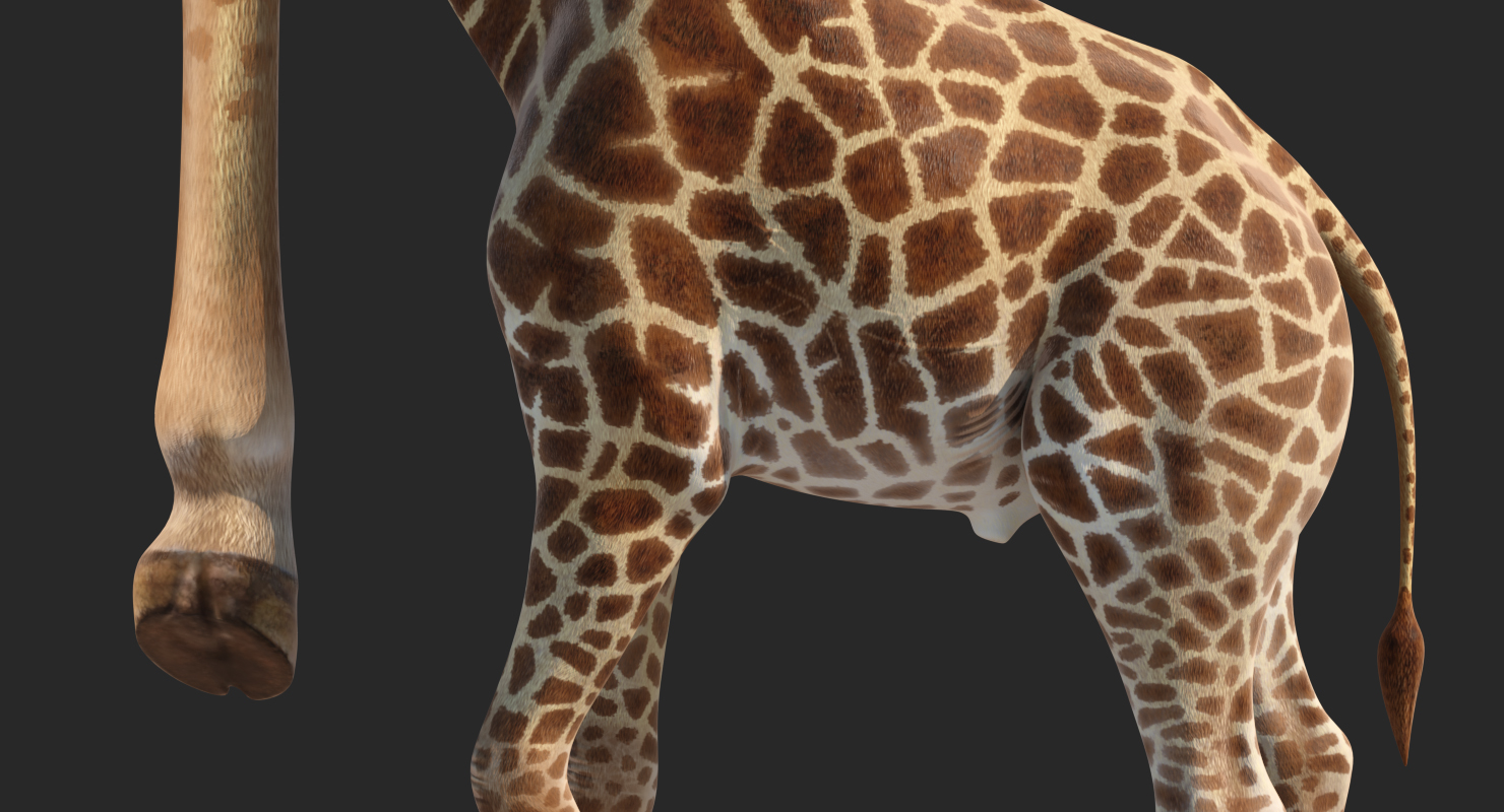 3D African Giraffe Walking Pose model