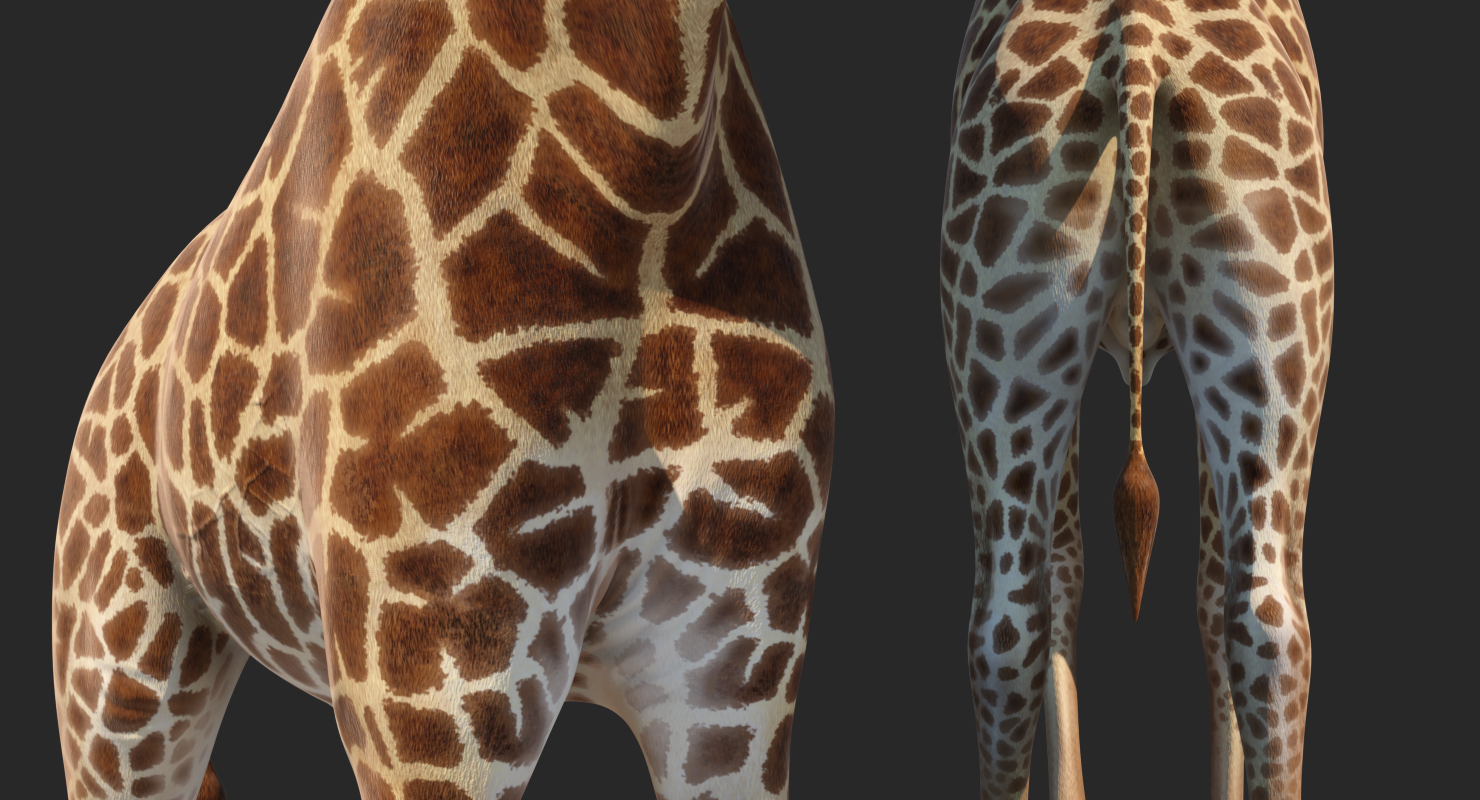 3D African Giraffe Walking Pose model