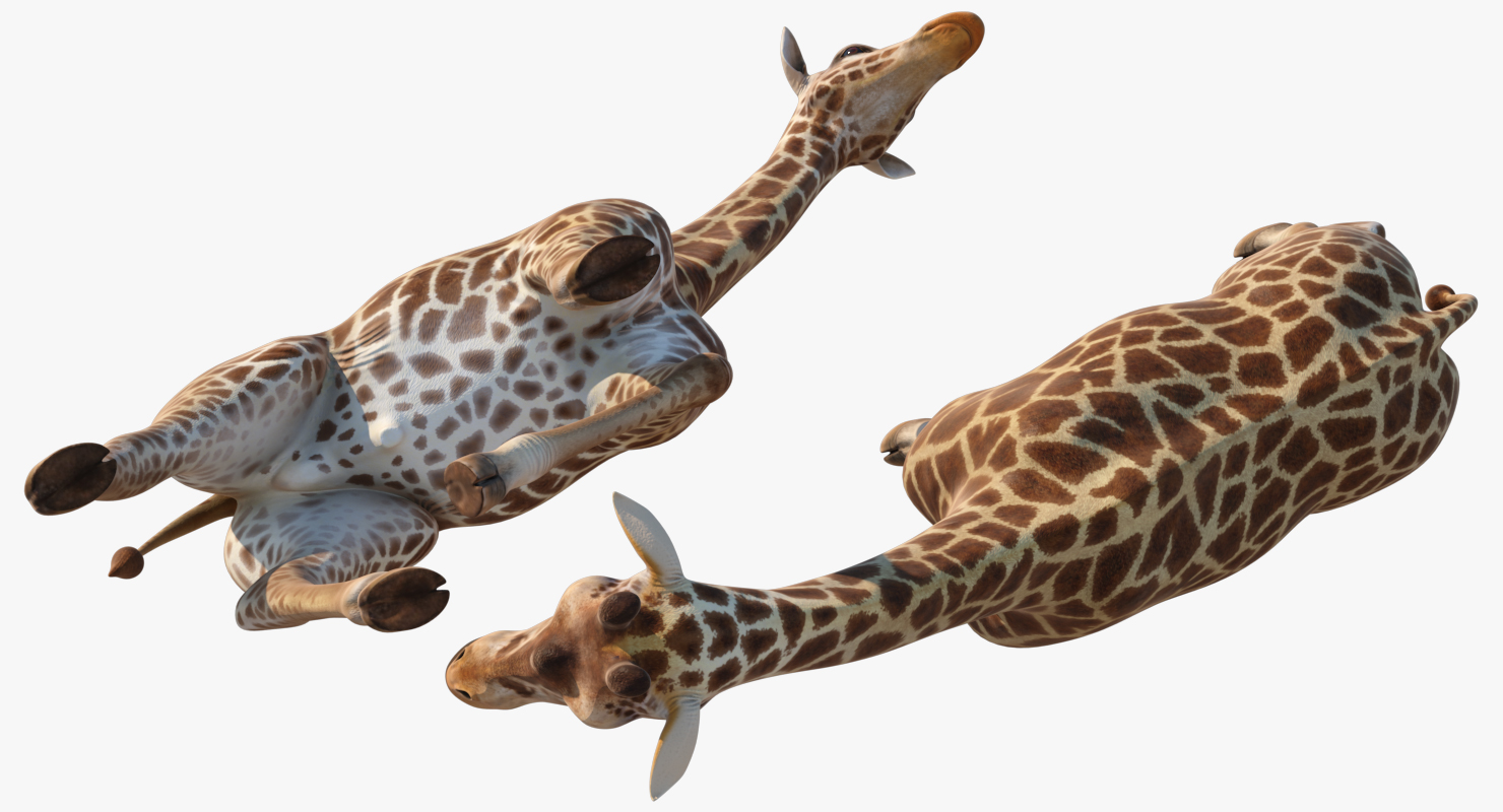 3D African Giraffe Walking Pose model