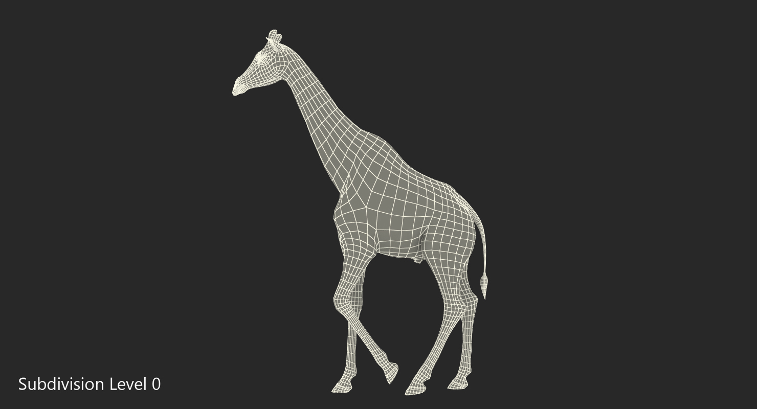 3D African Giraffe Walking Pose model