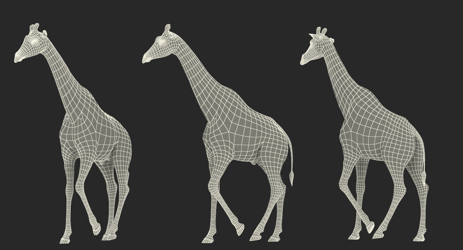 3D African Giraffe Walking Pose model