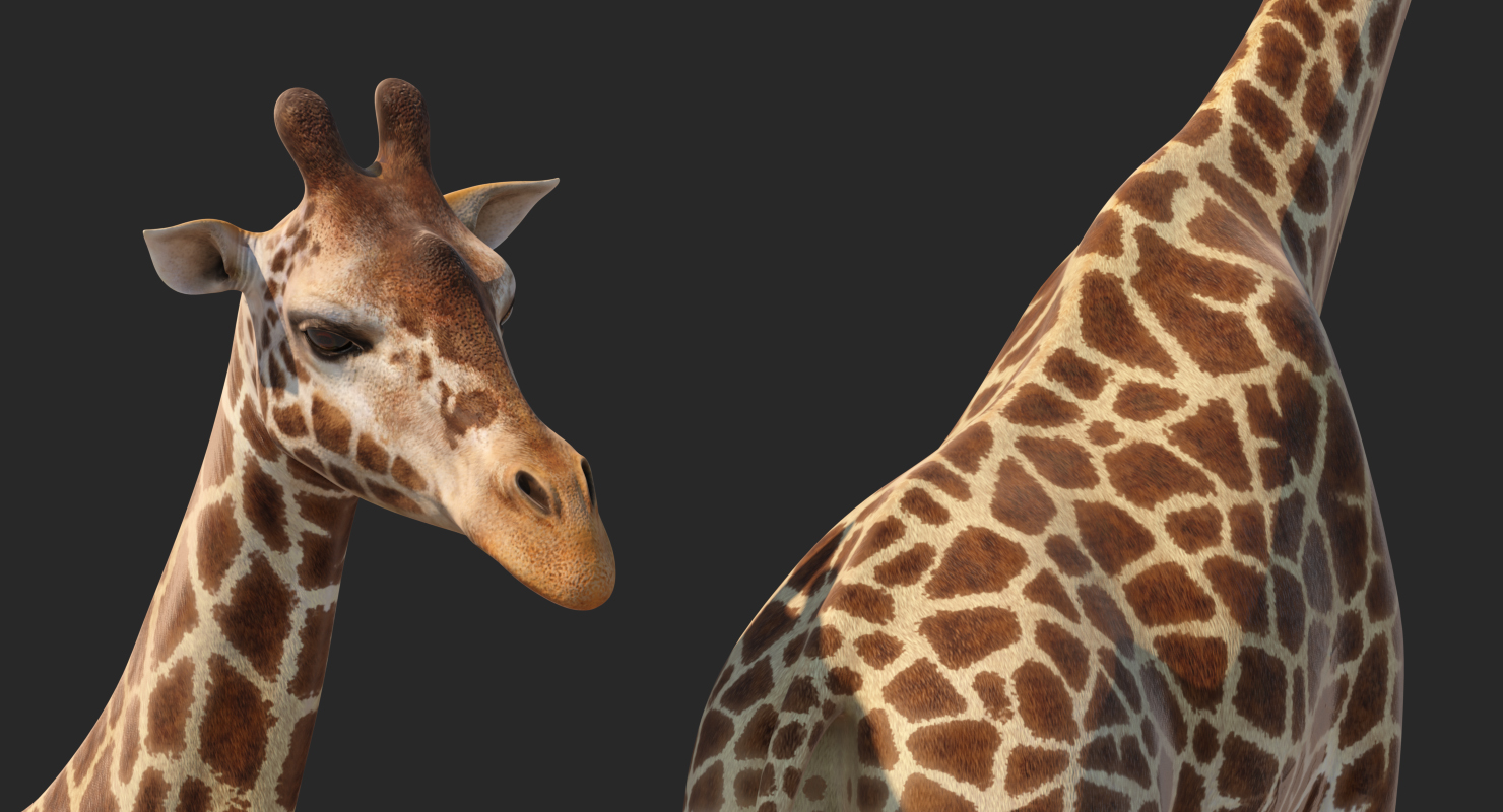 3D African Giraffe Walking Pose model