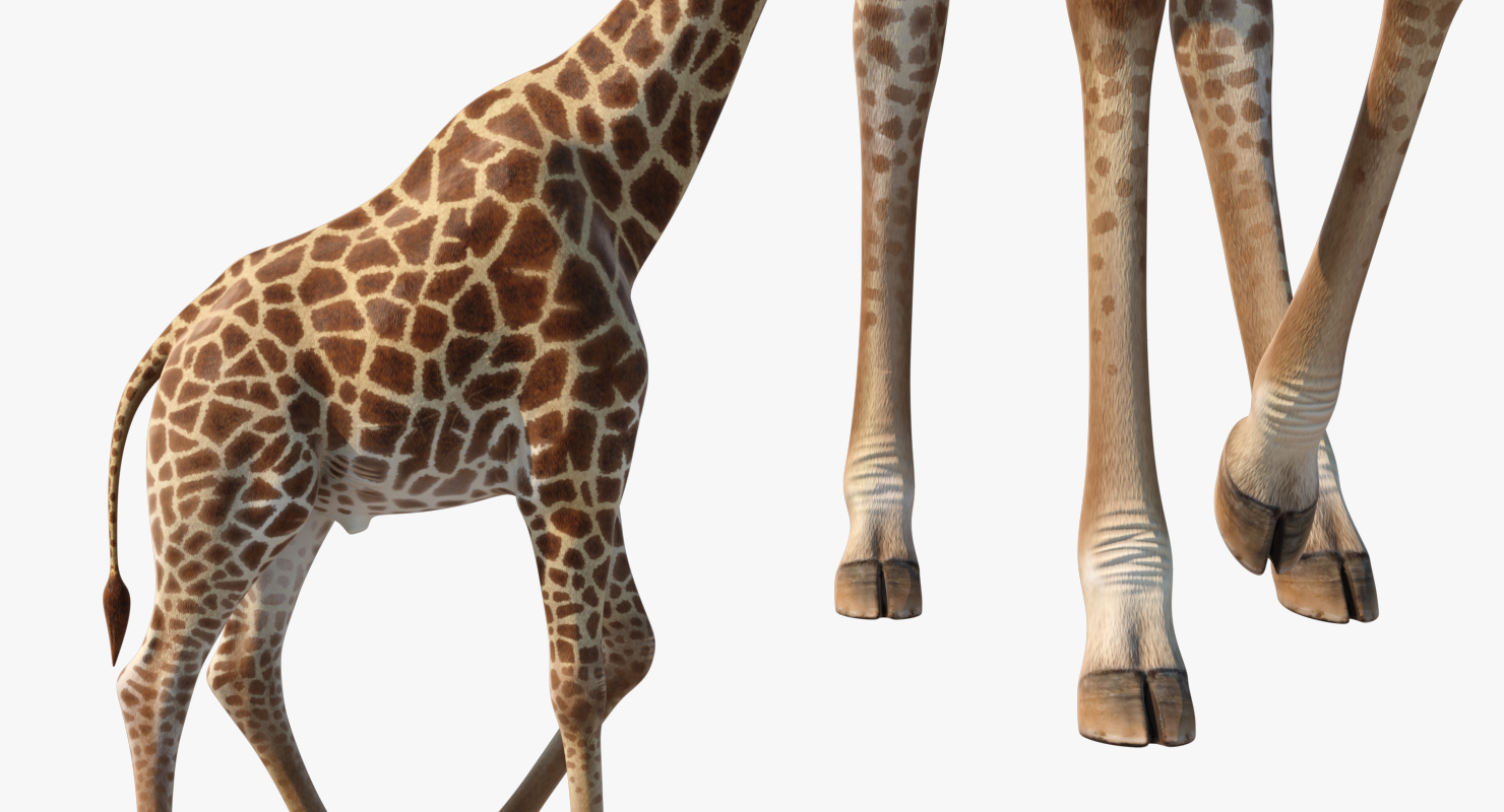 3D African Giraffe Walking Pose model