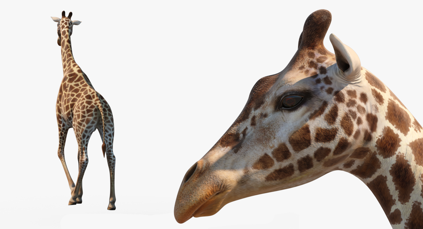 3D African Giraffe Walking Pose model